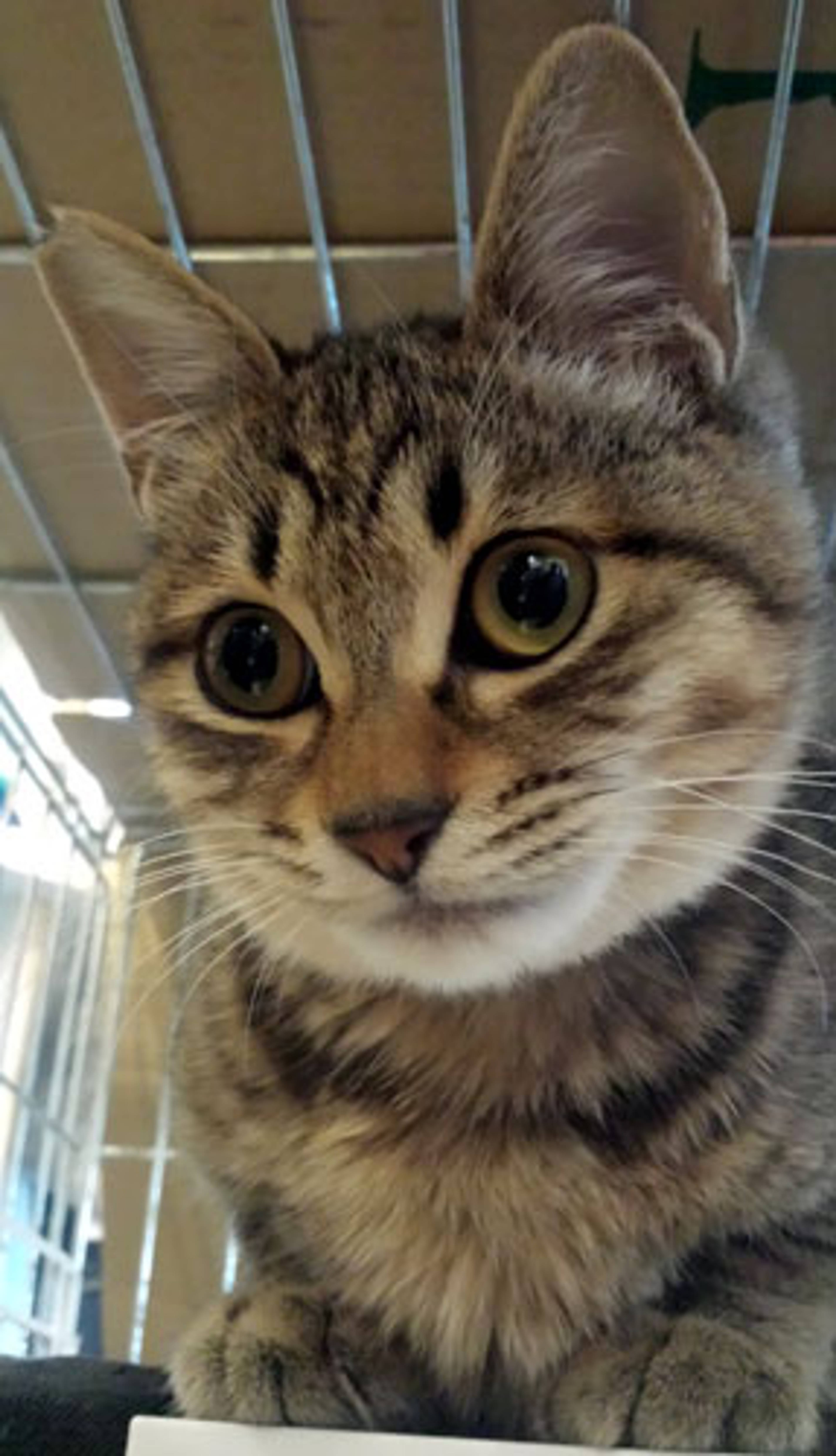 雑種（ミックス猫）・オスの里親募集の写真