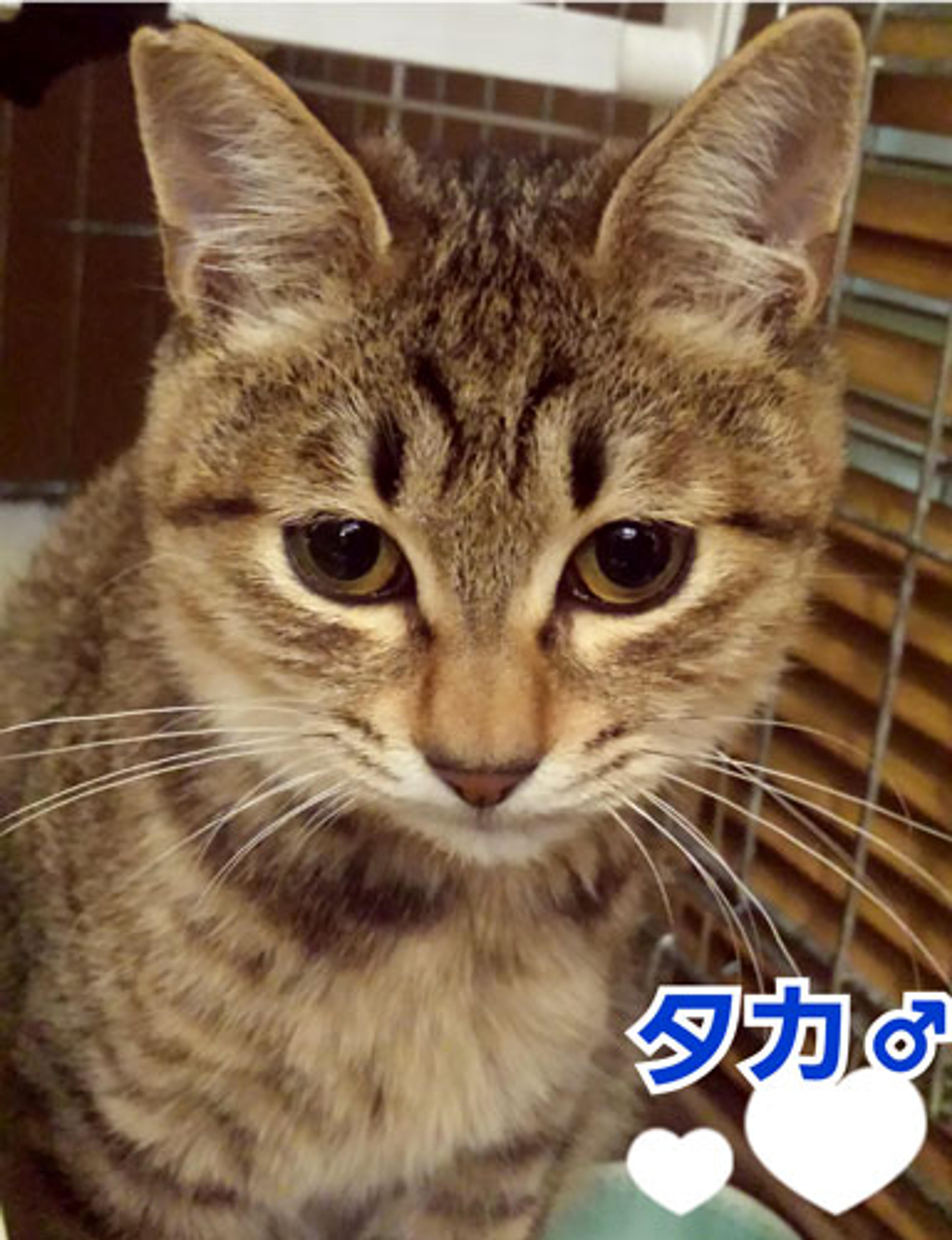 pet-image-3