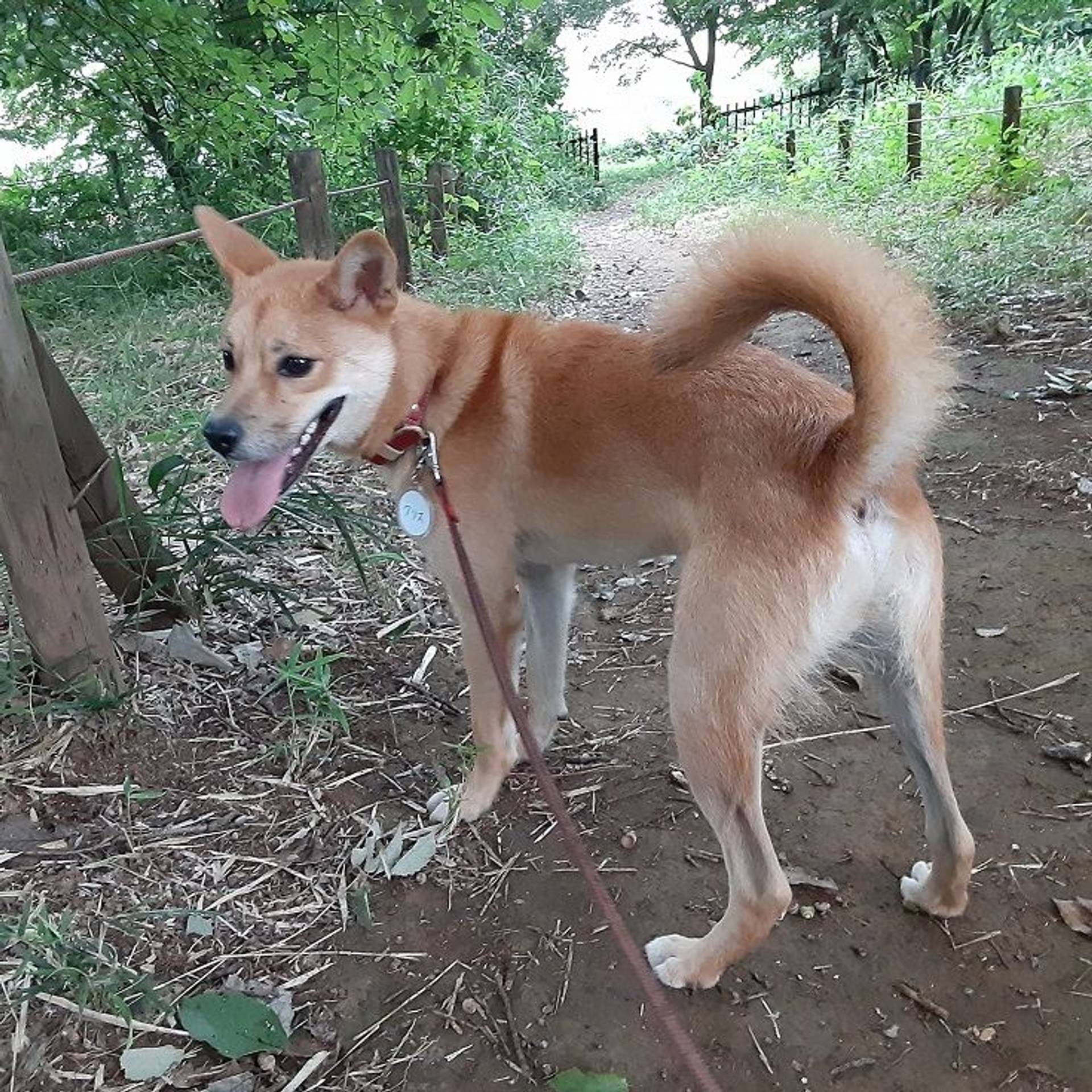 雑種（ミックス犬）・オスの里親募集の写真