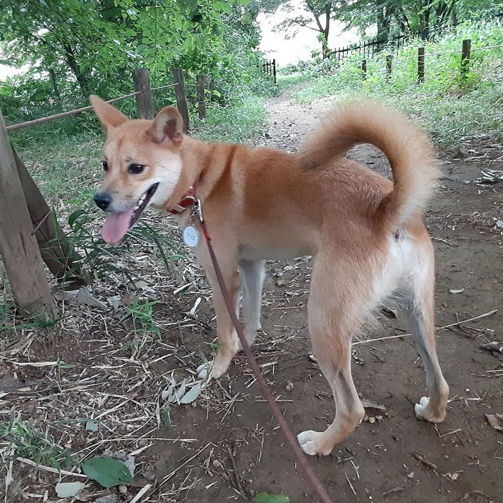 雑種（ミックス犬）・オスの里親募集の写真