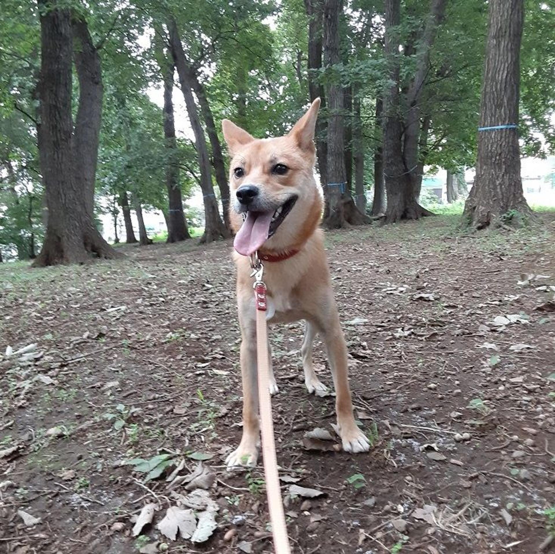pet-image-2