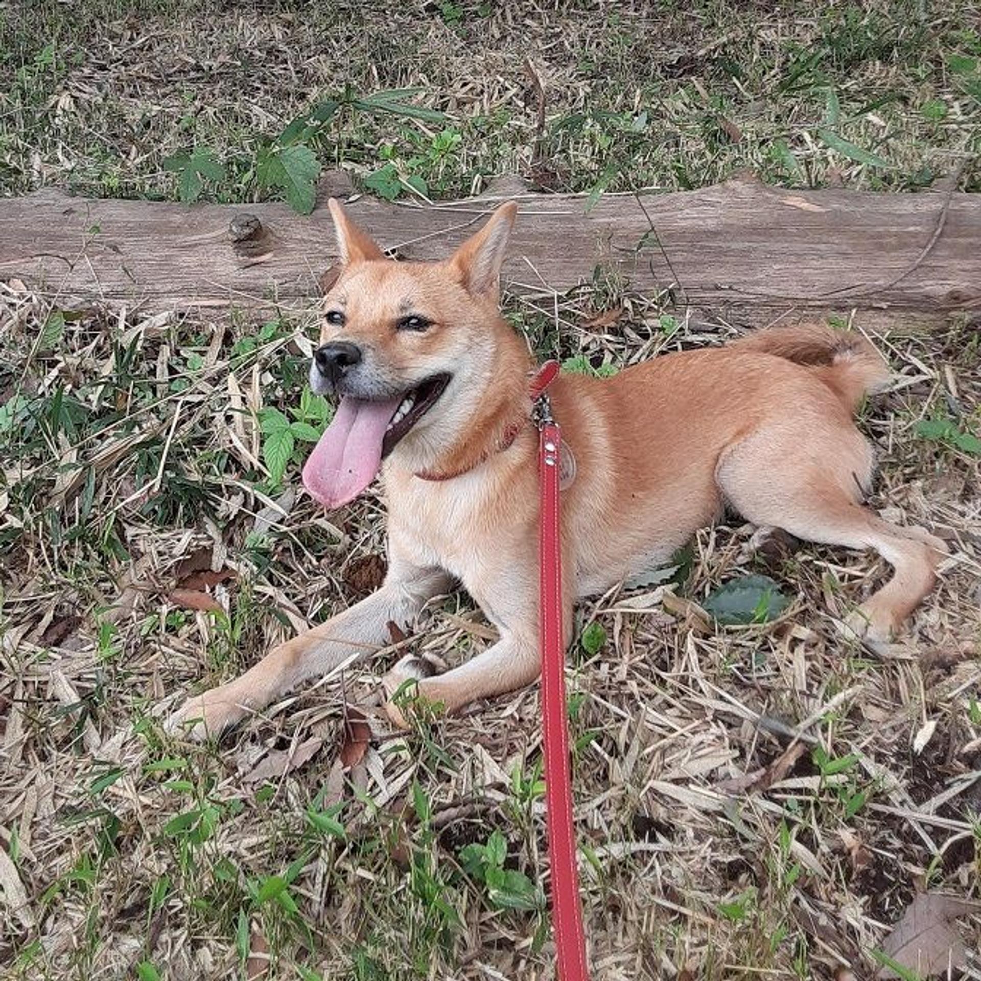 pet-image-3