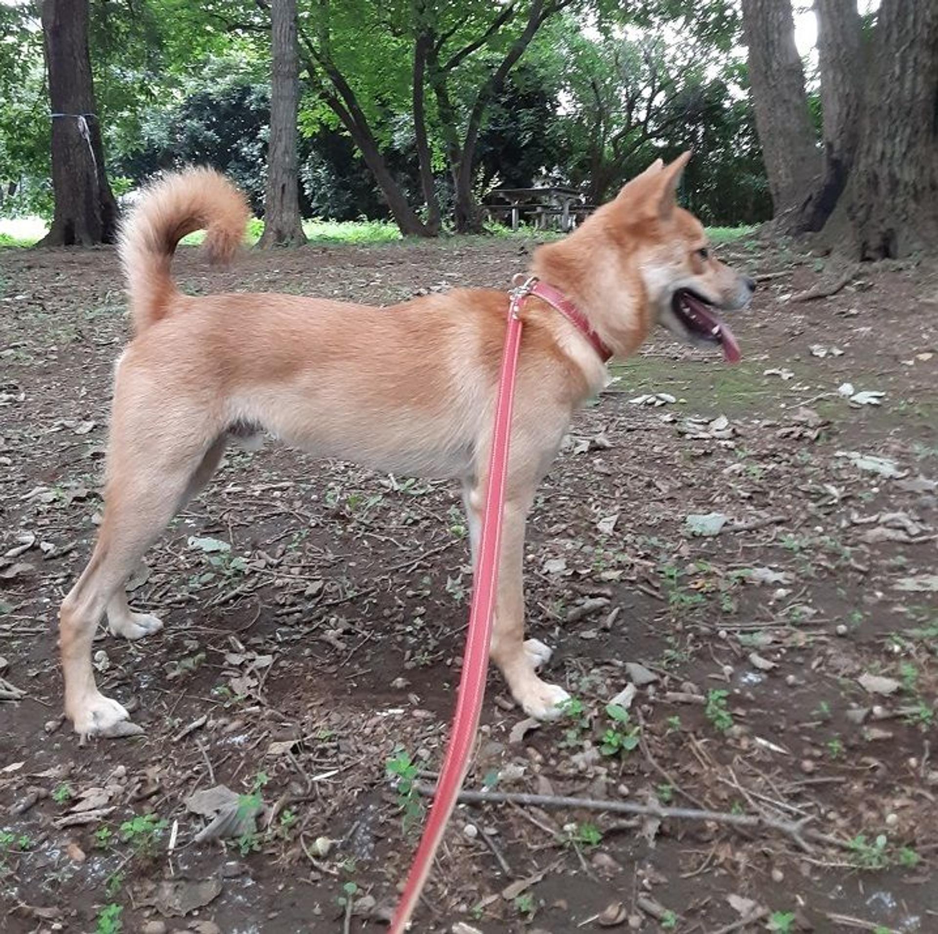 pet-image-4