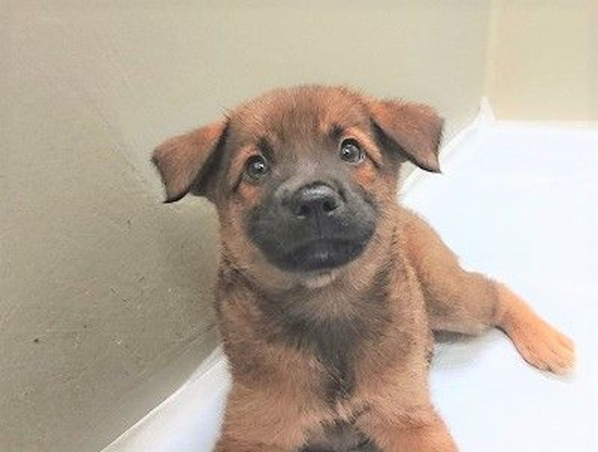 雑種（ミックス犬）・メスの里親募集の写真