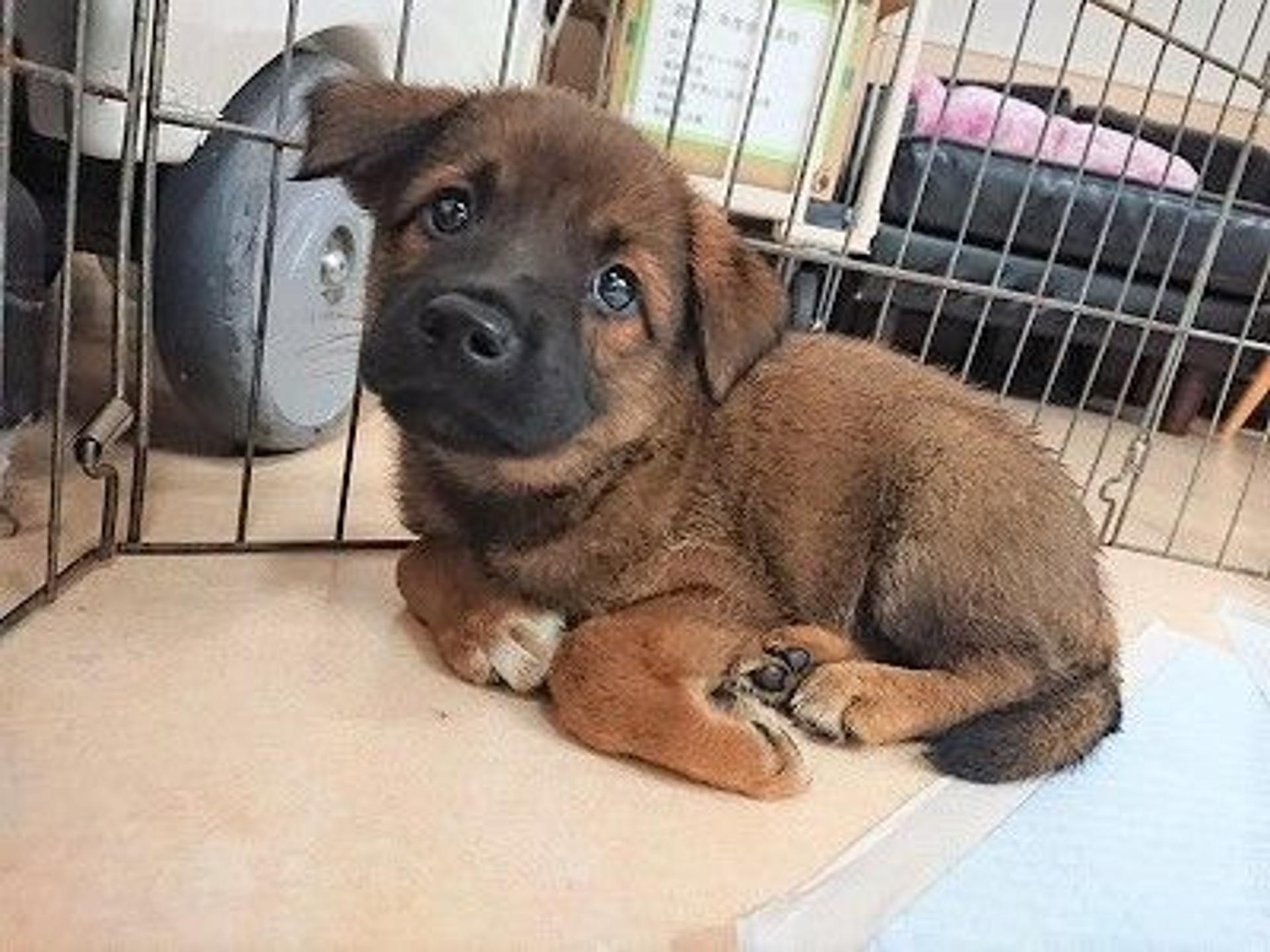 pet-image-4