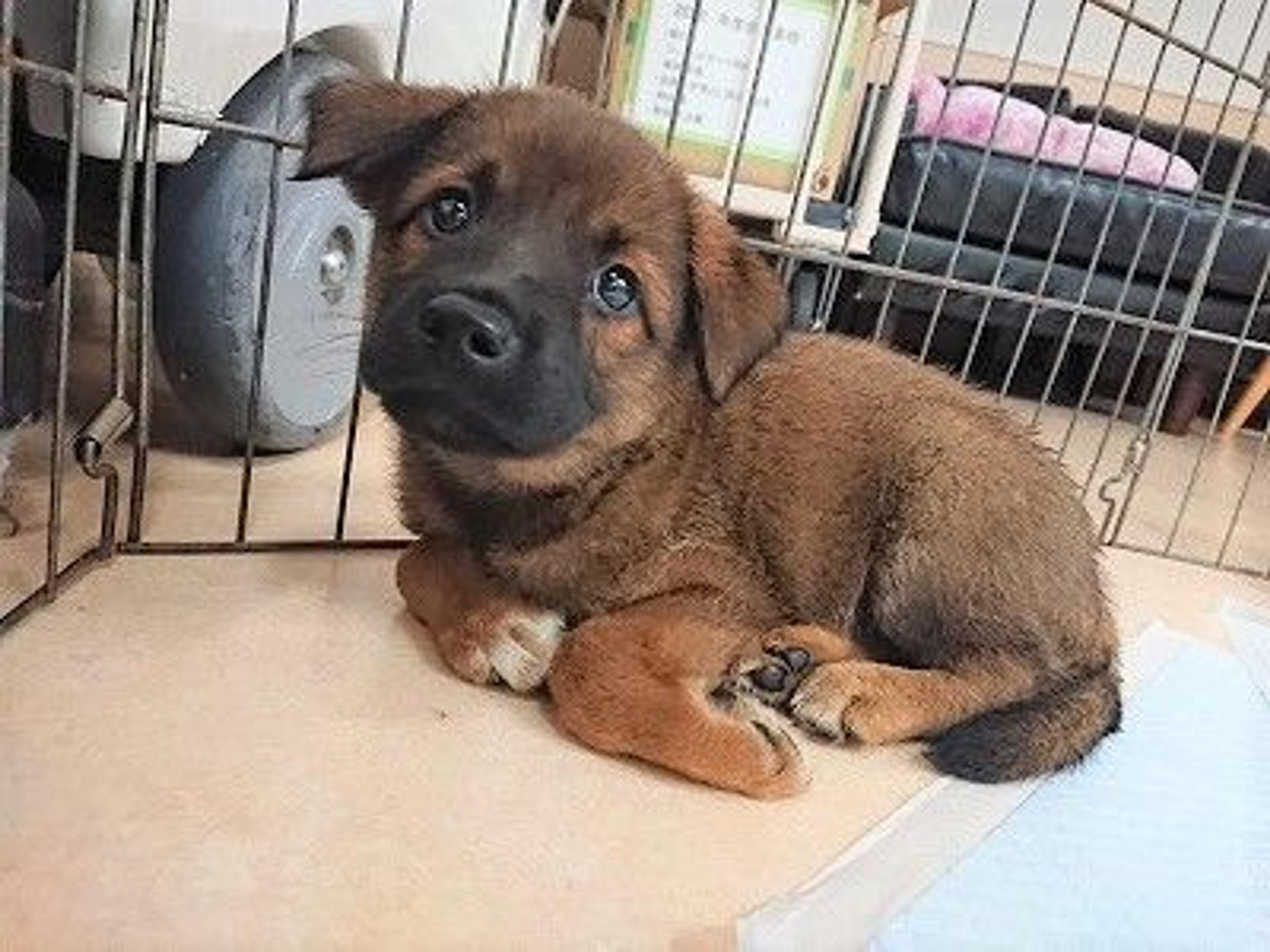 pet-image-4
