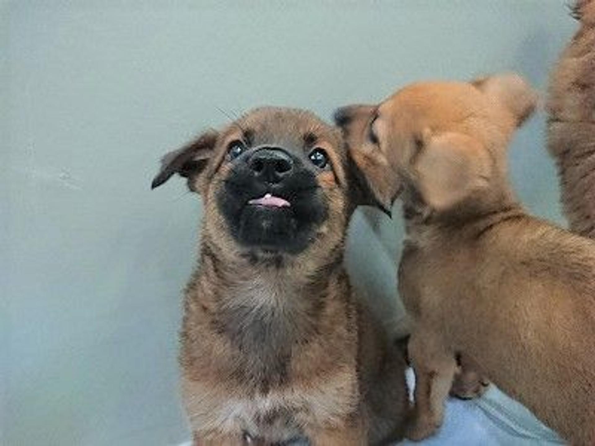 pet-image-5