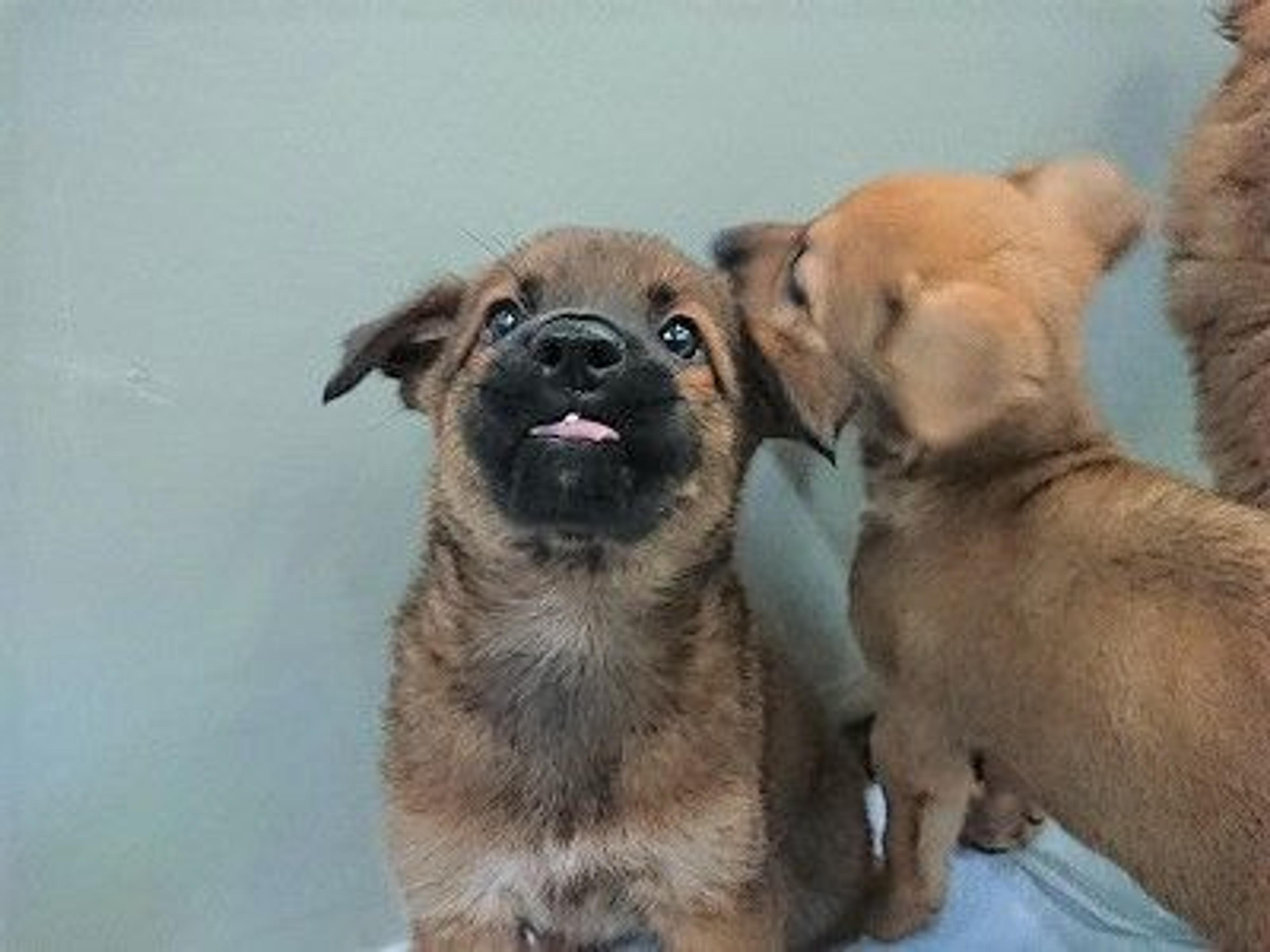 pet-image-5