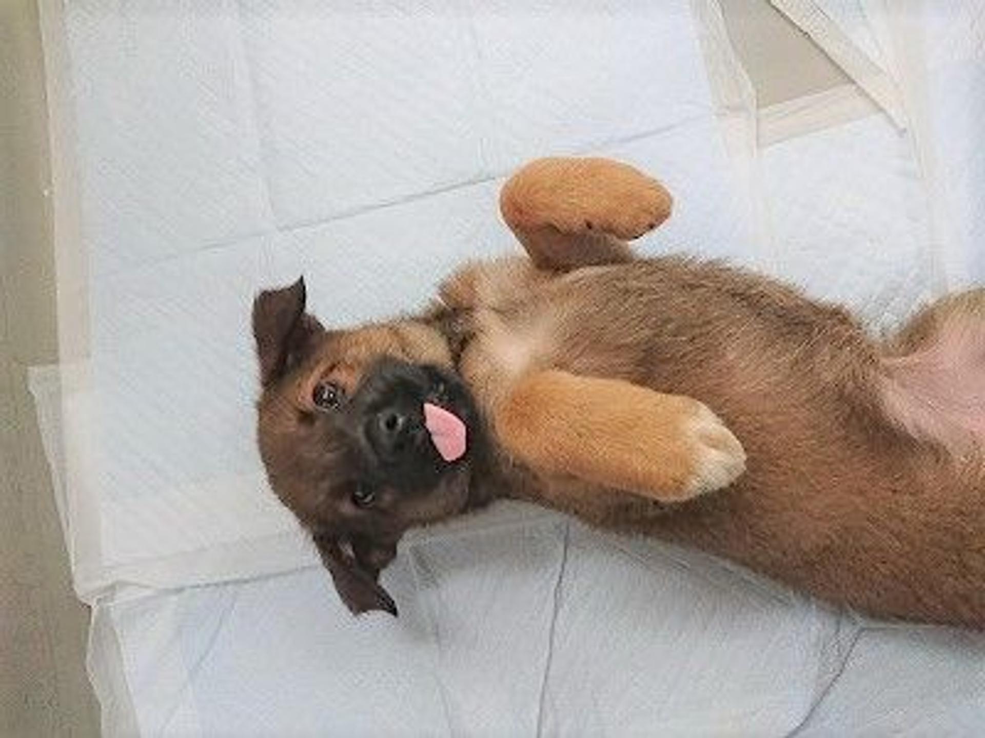 pet-image-6