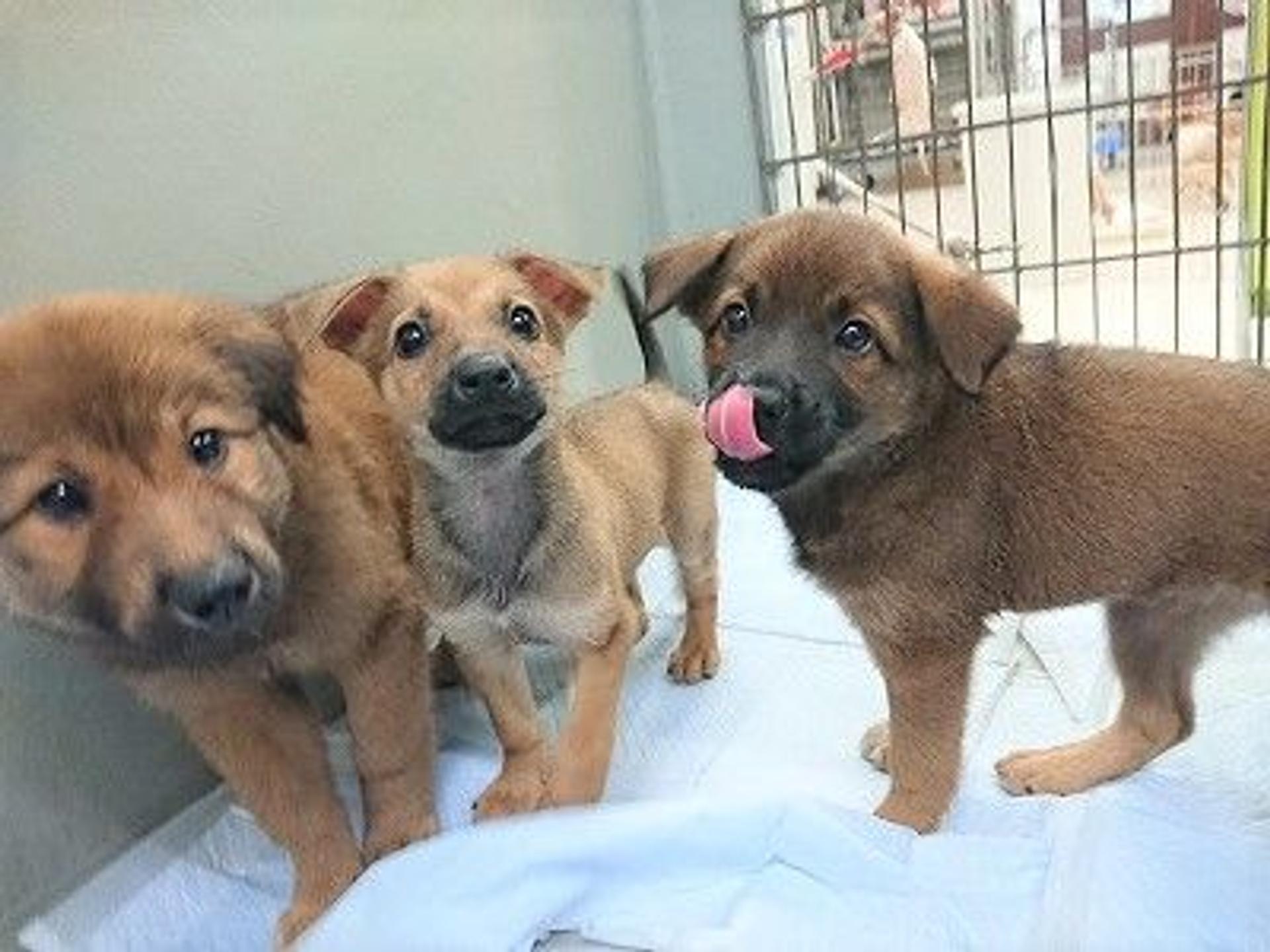 pet-image-7