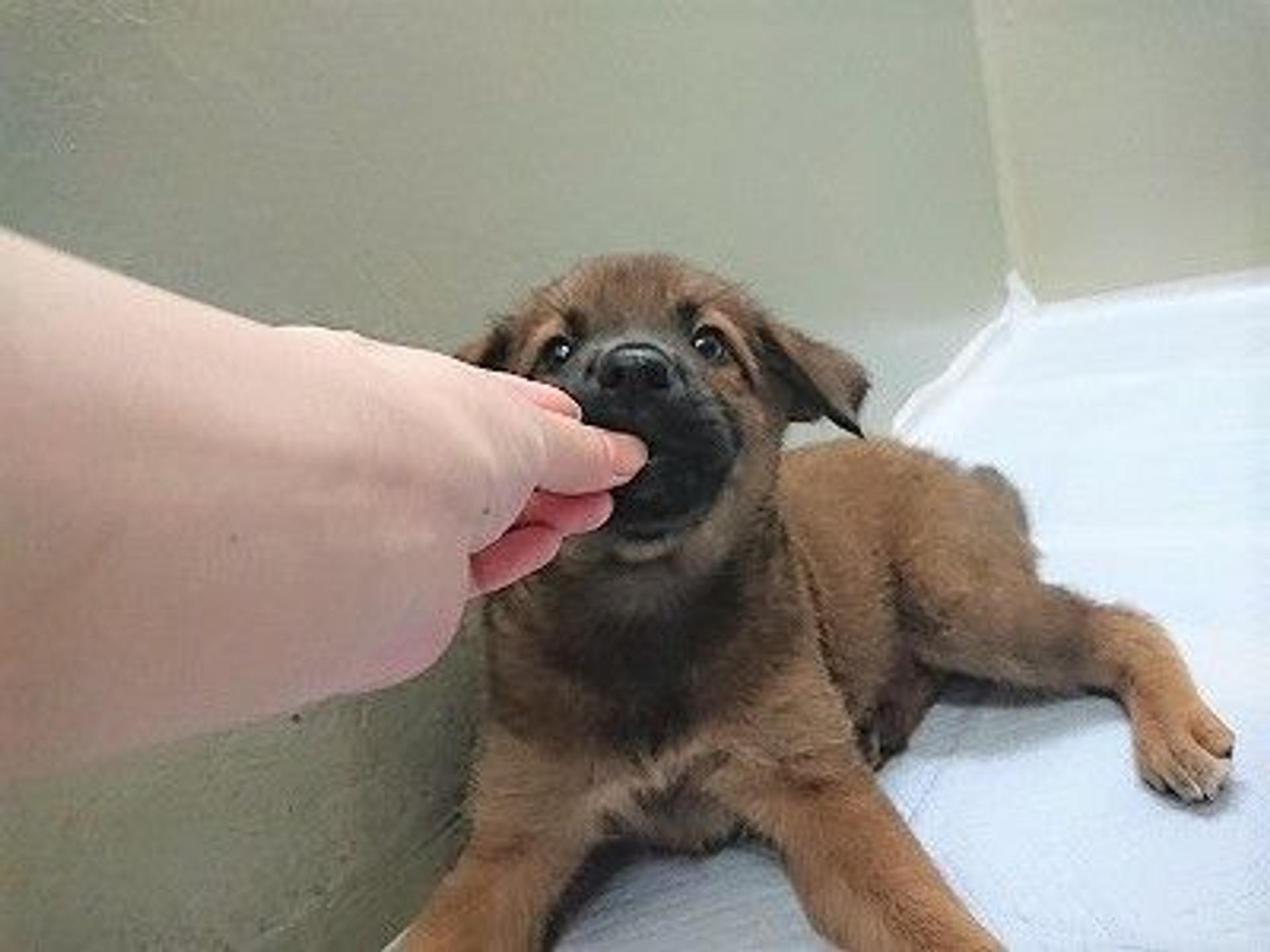 pet-image-8