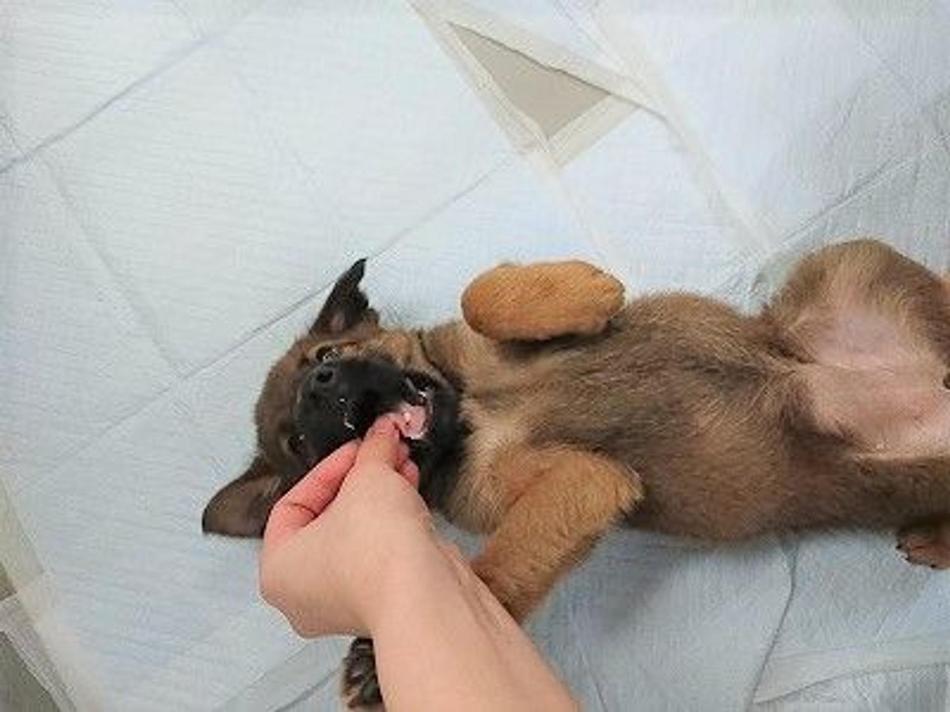 pet-image-9