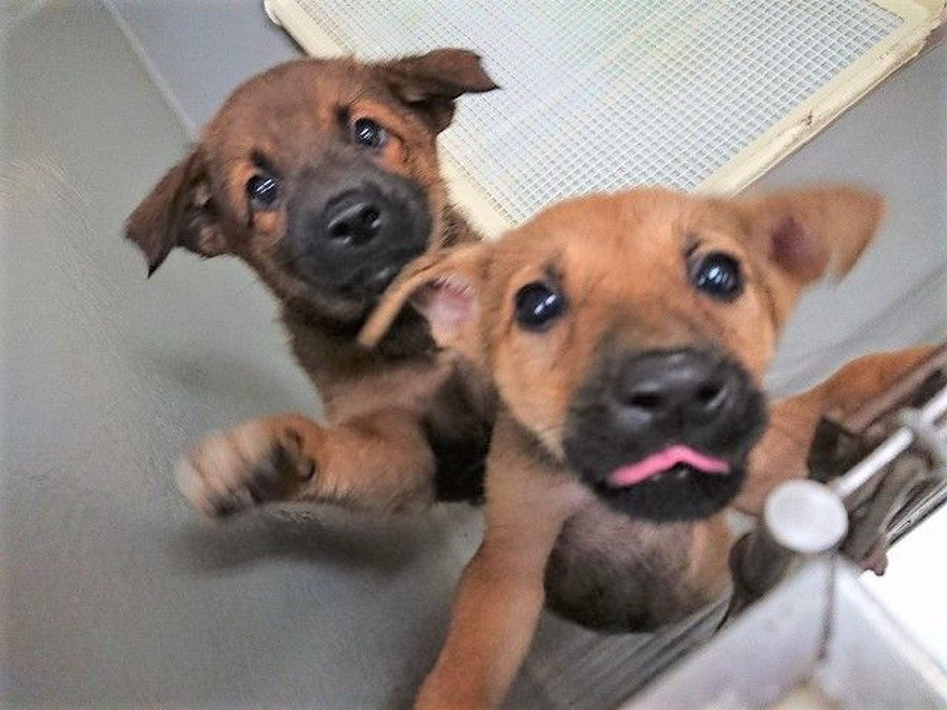 雑種（ミックス犬）・メスの里親募集の写真