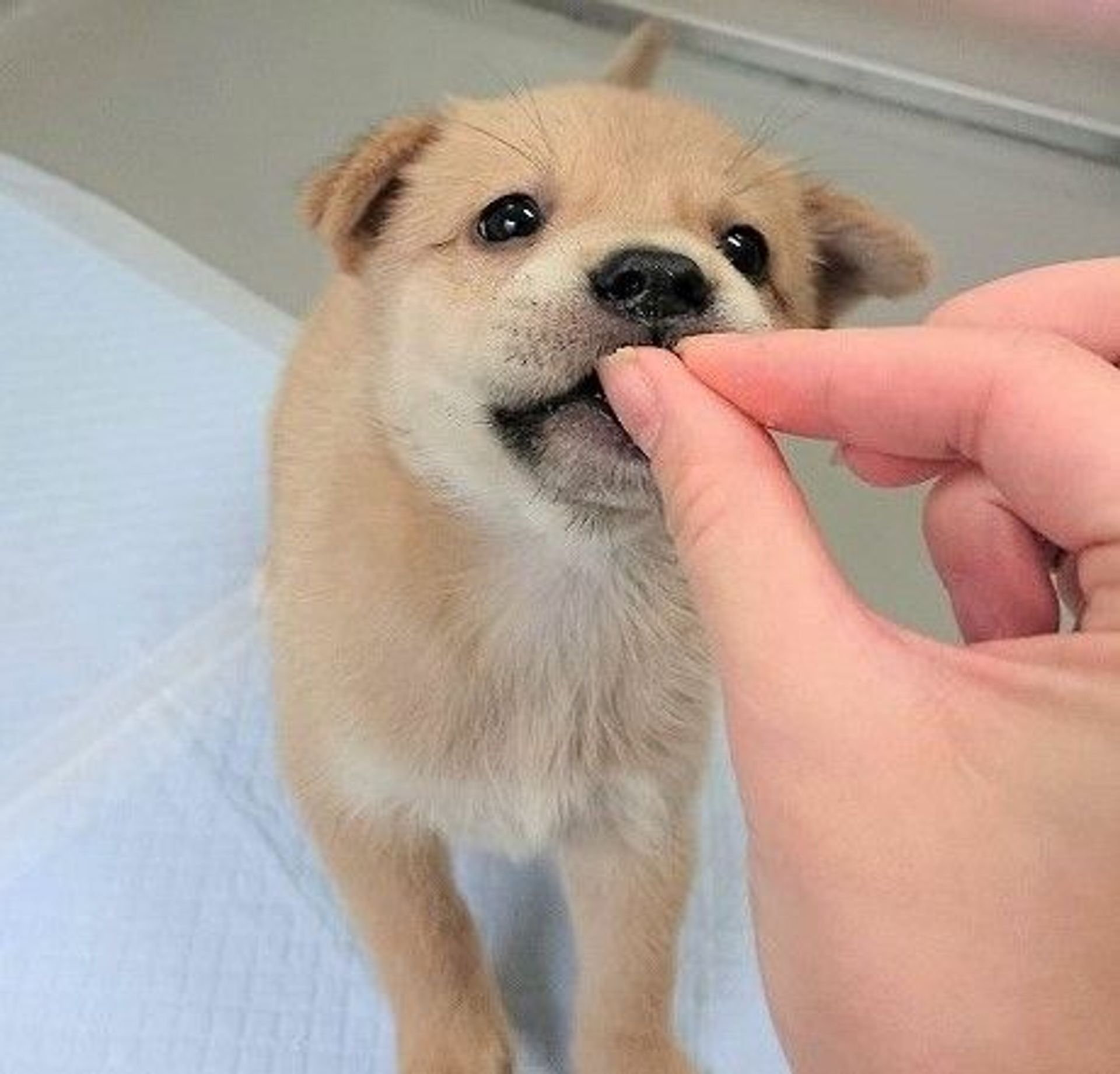 雑種（ミックス犬）・メスの里親募集の写真