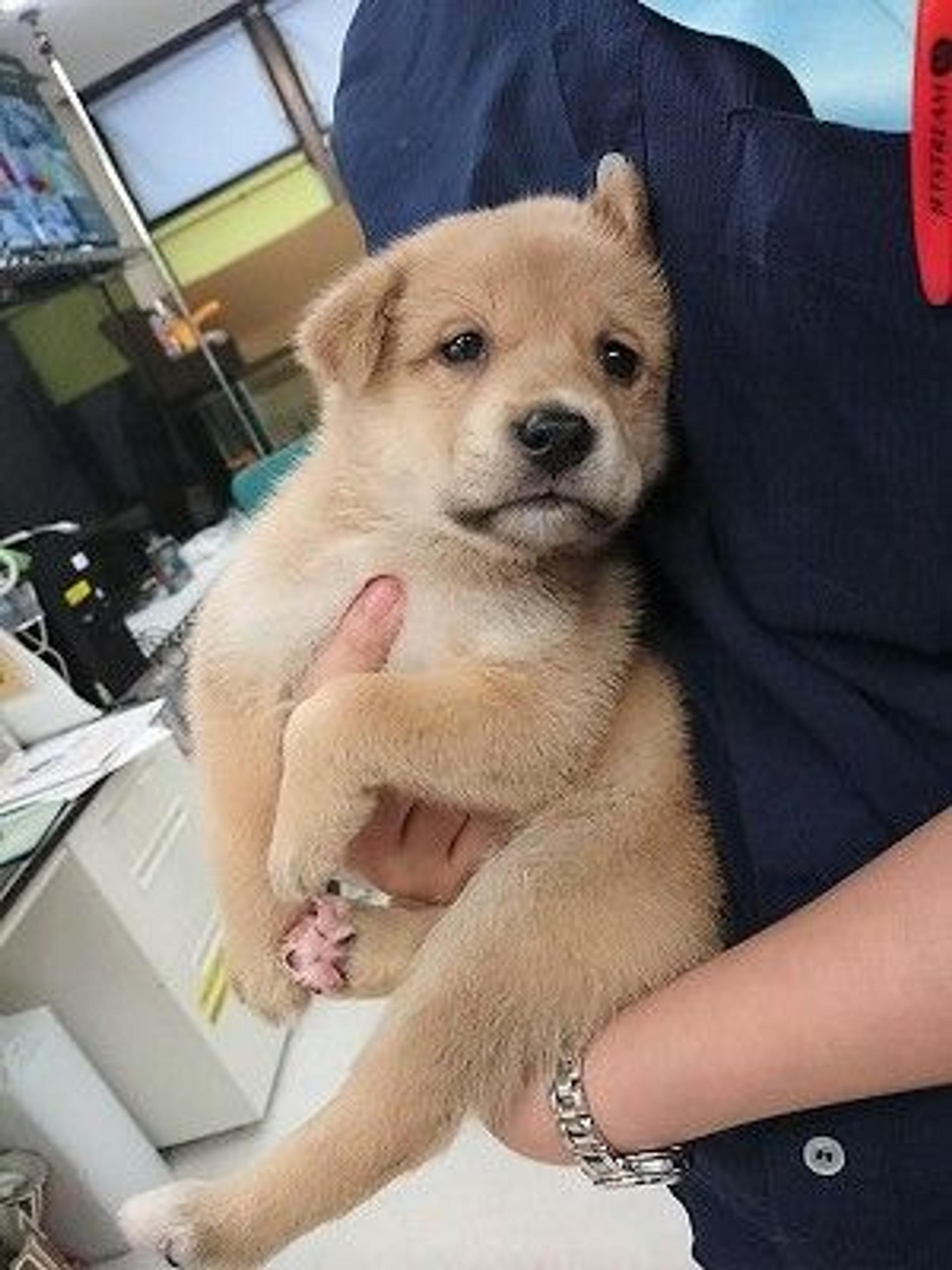 pet-image-3