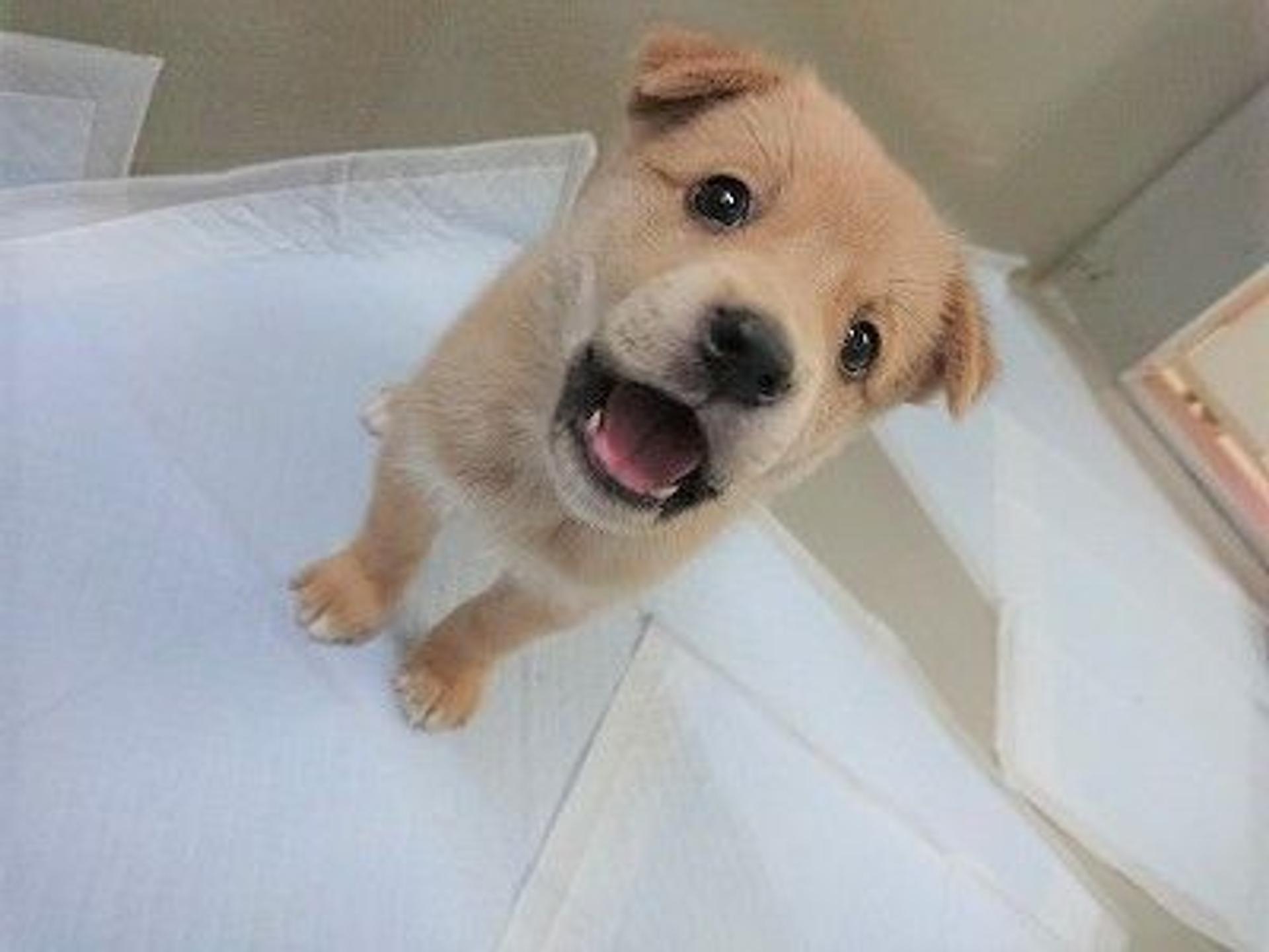 pet-image-6