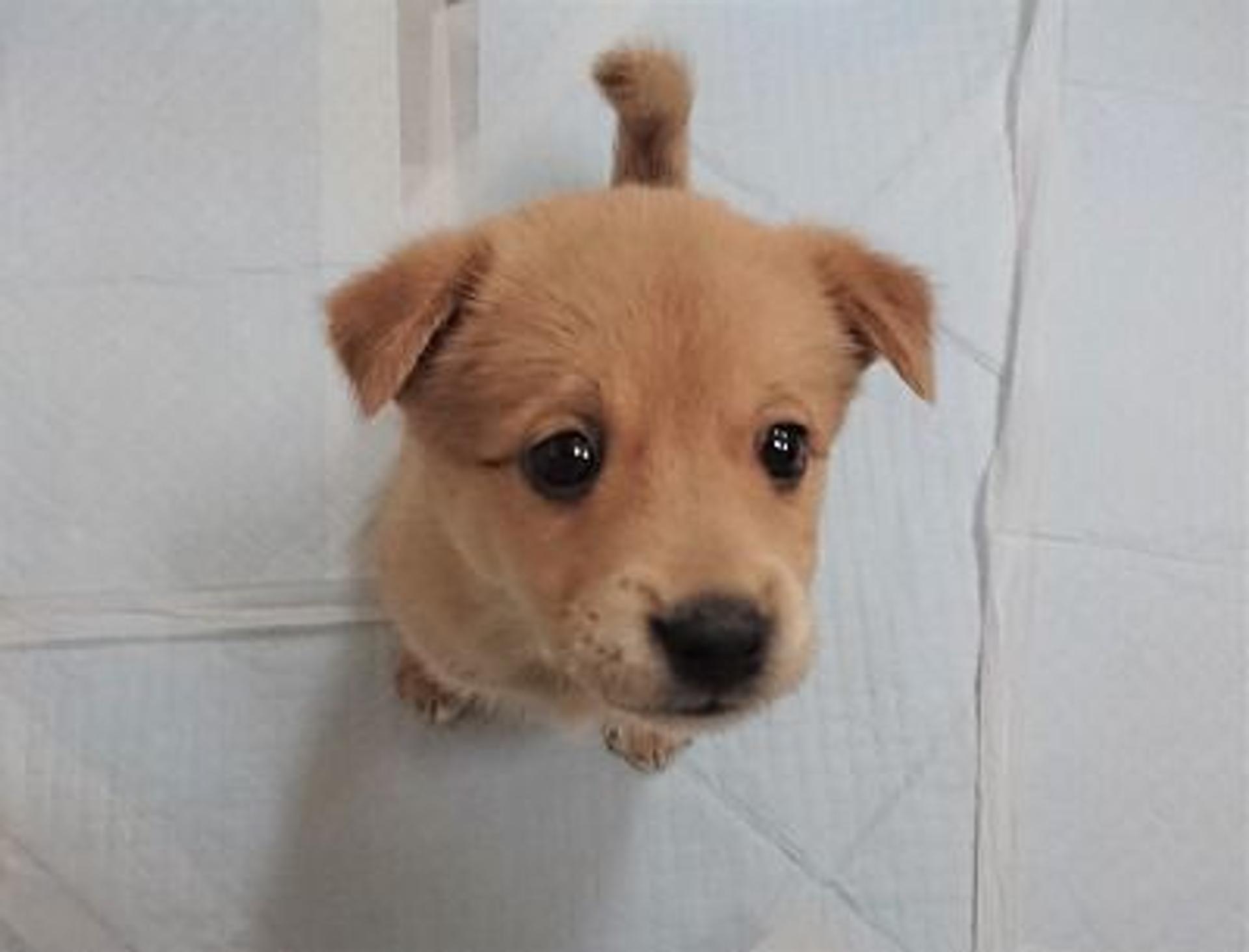 pet-image-7