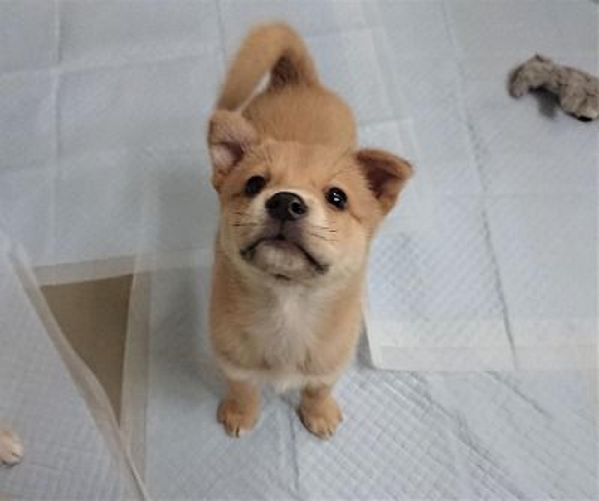 pet-image-8