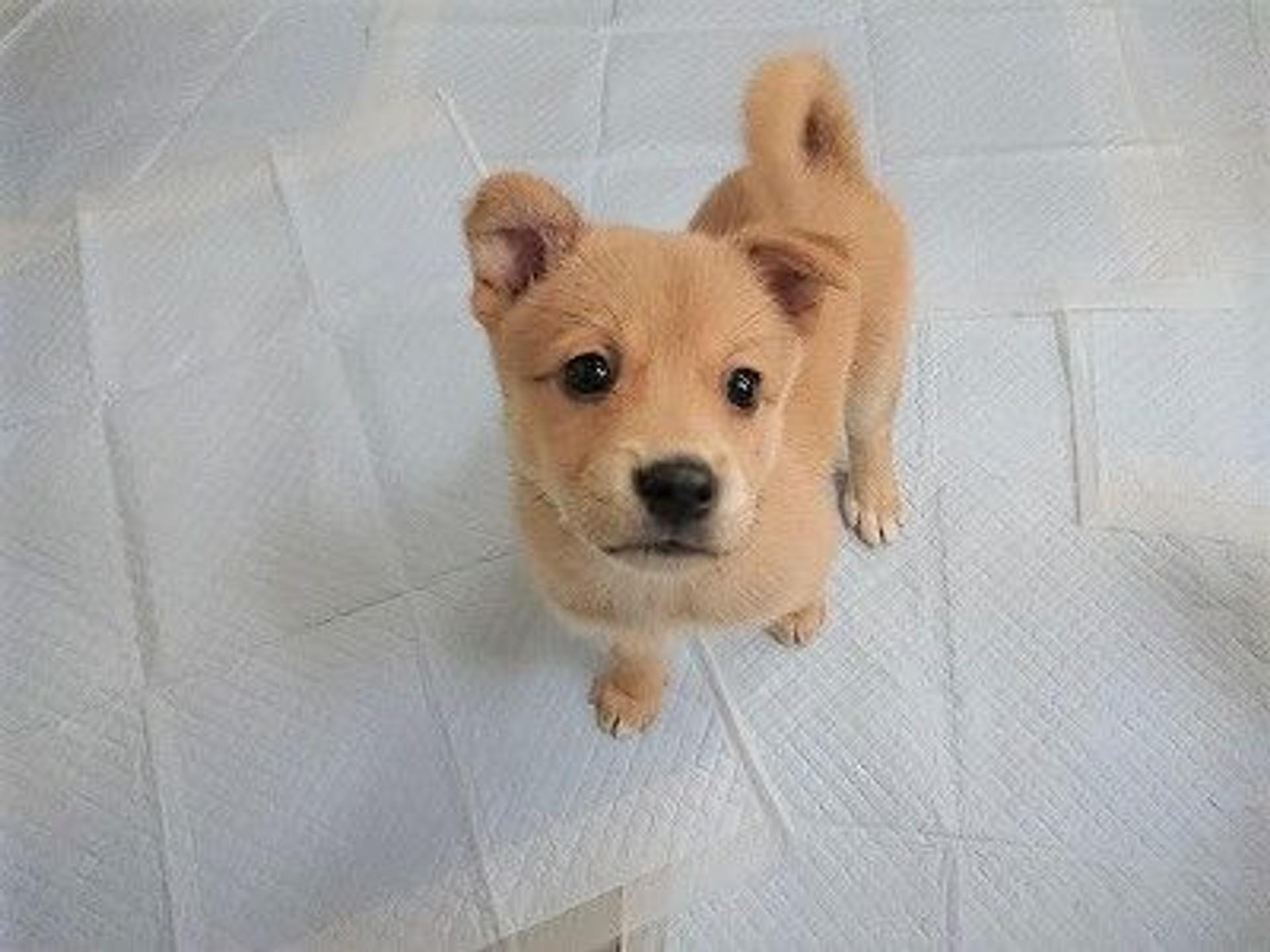pet-image-9