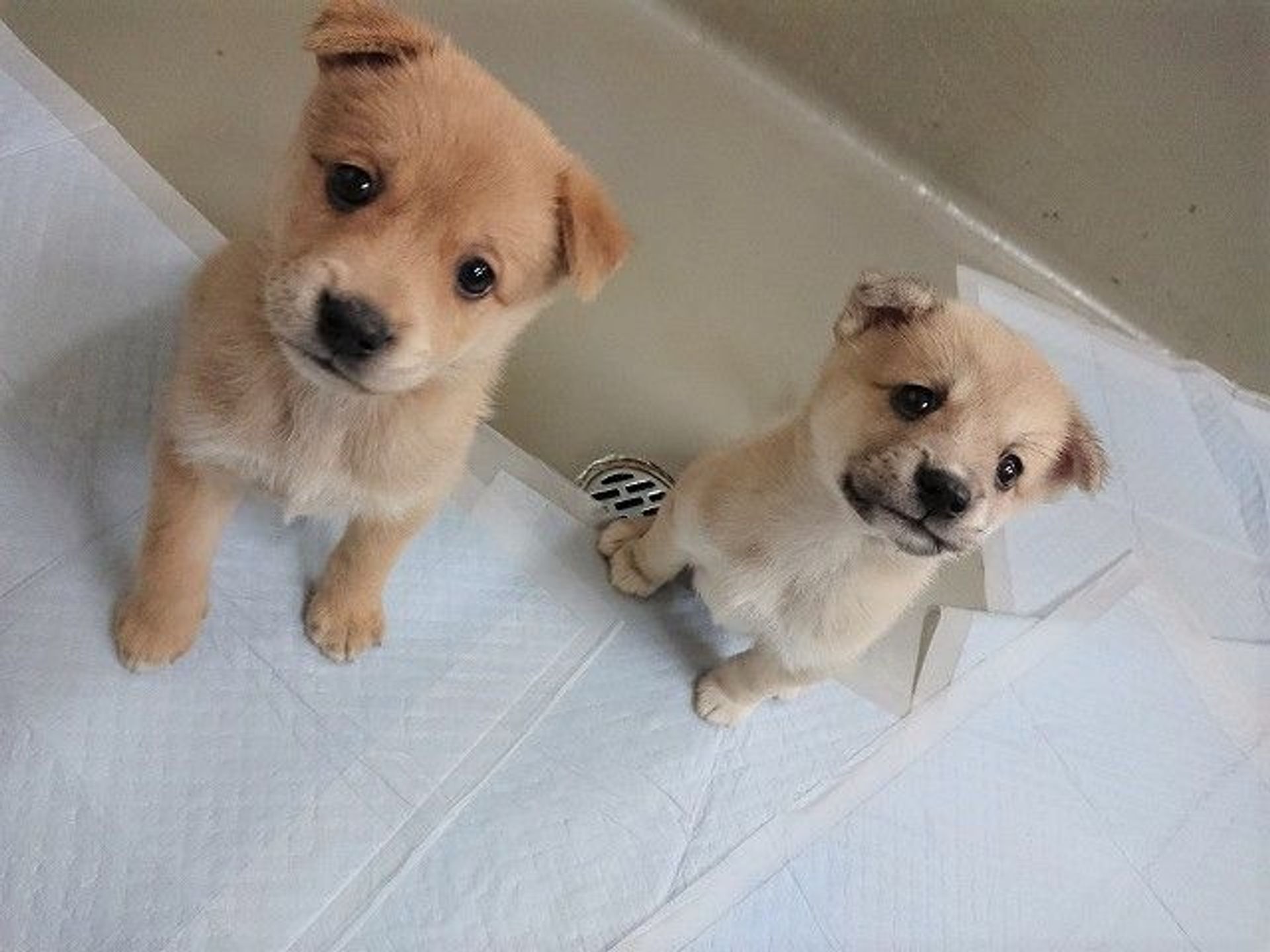 雑種（ミックス犬）・メスの里親募集の写真