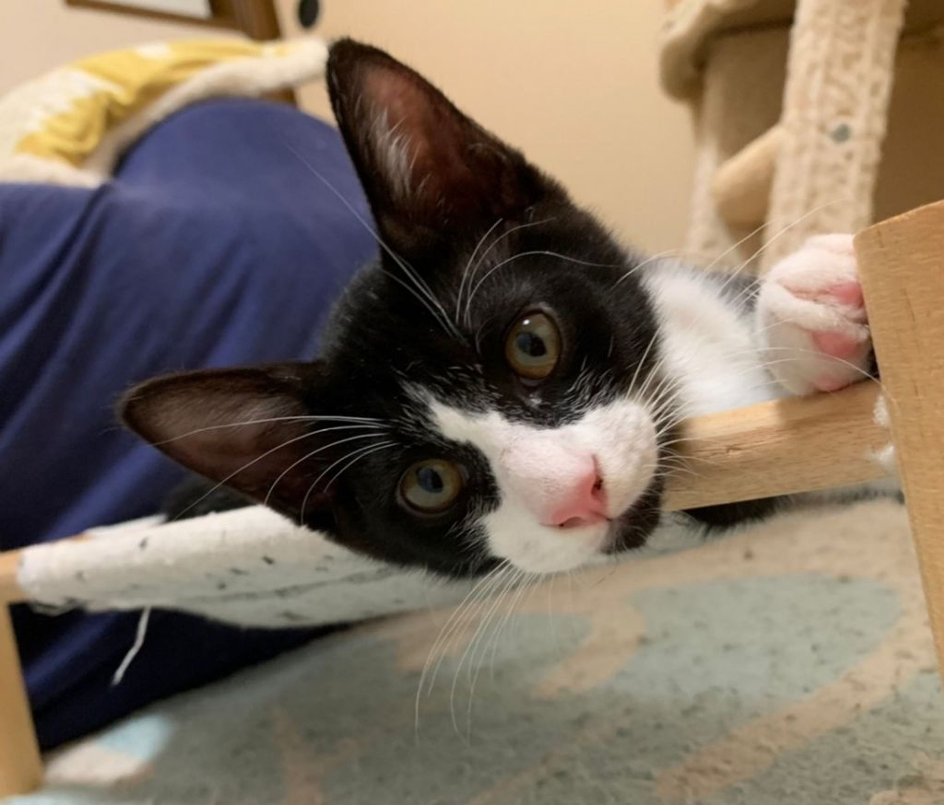 pet-image-3