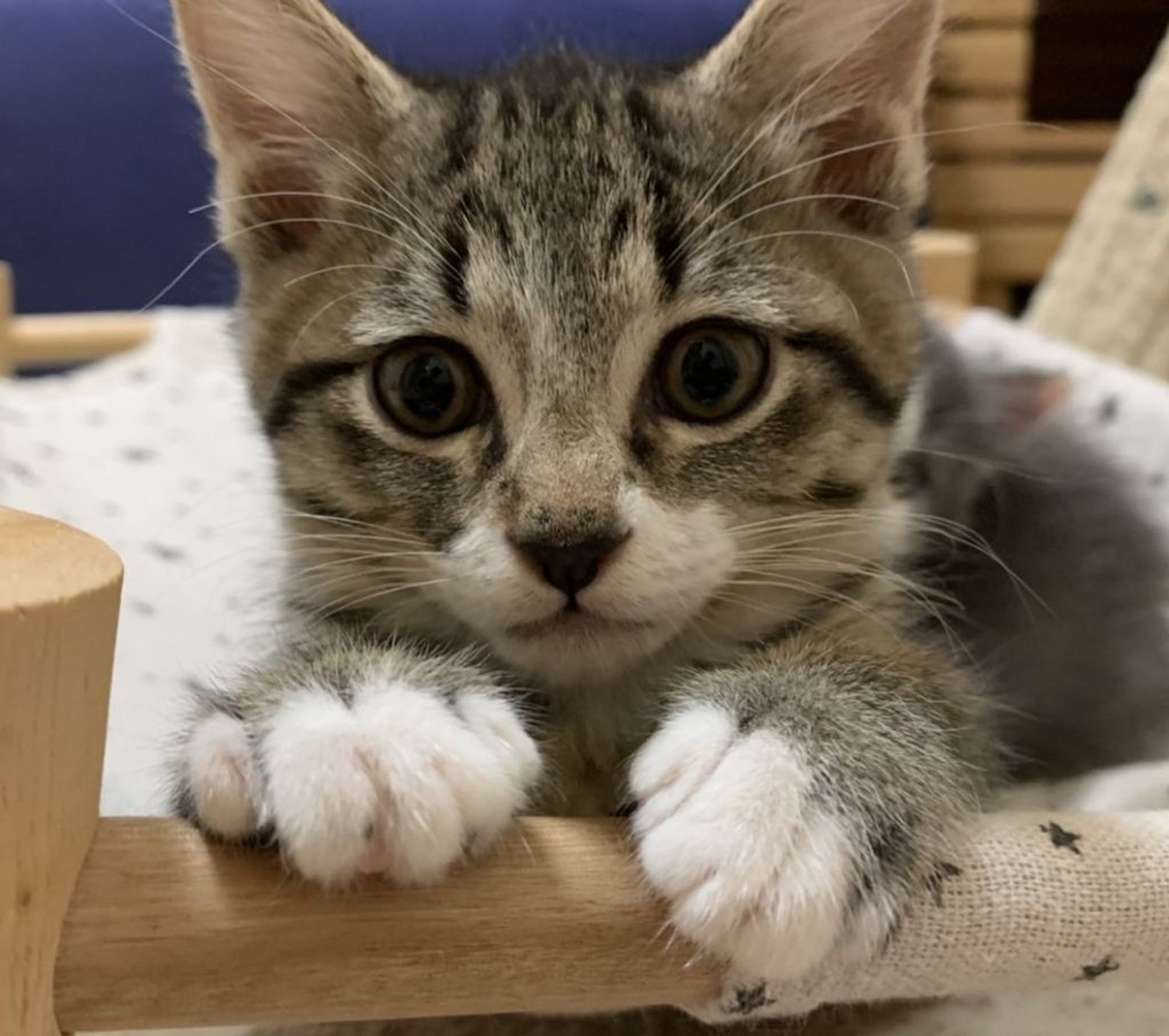 雑種（ミックス猫）・オスの里親募集の写真