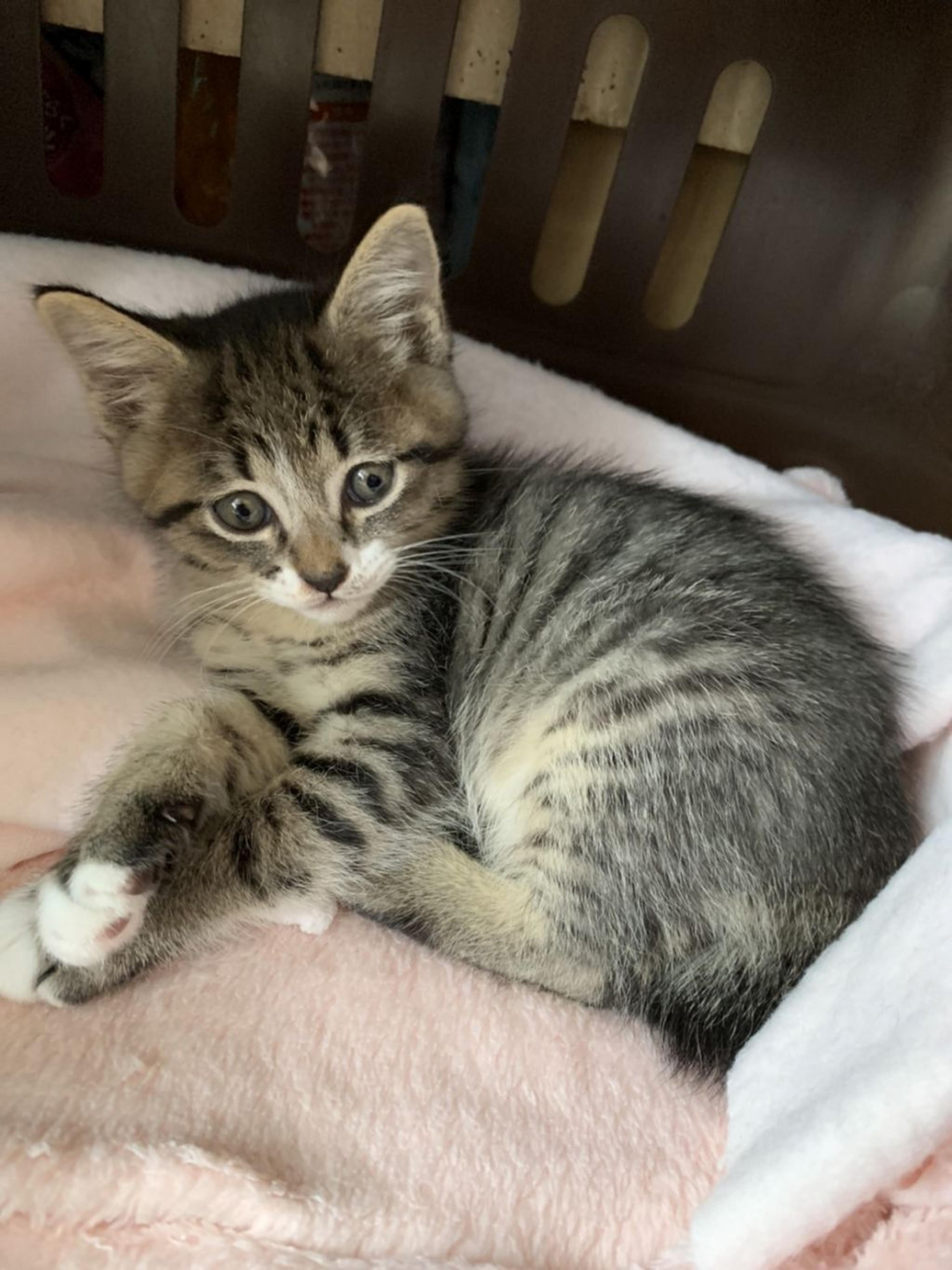 pet-image-3