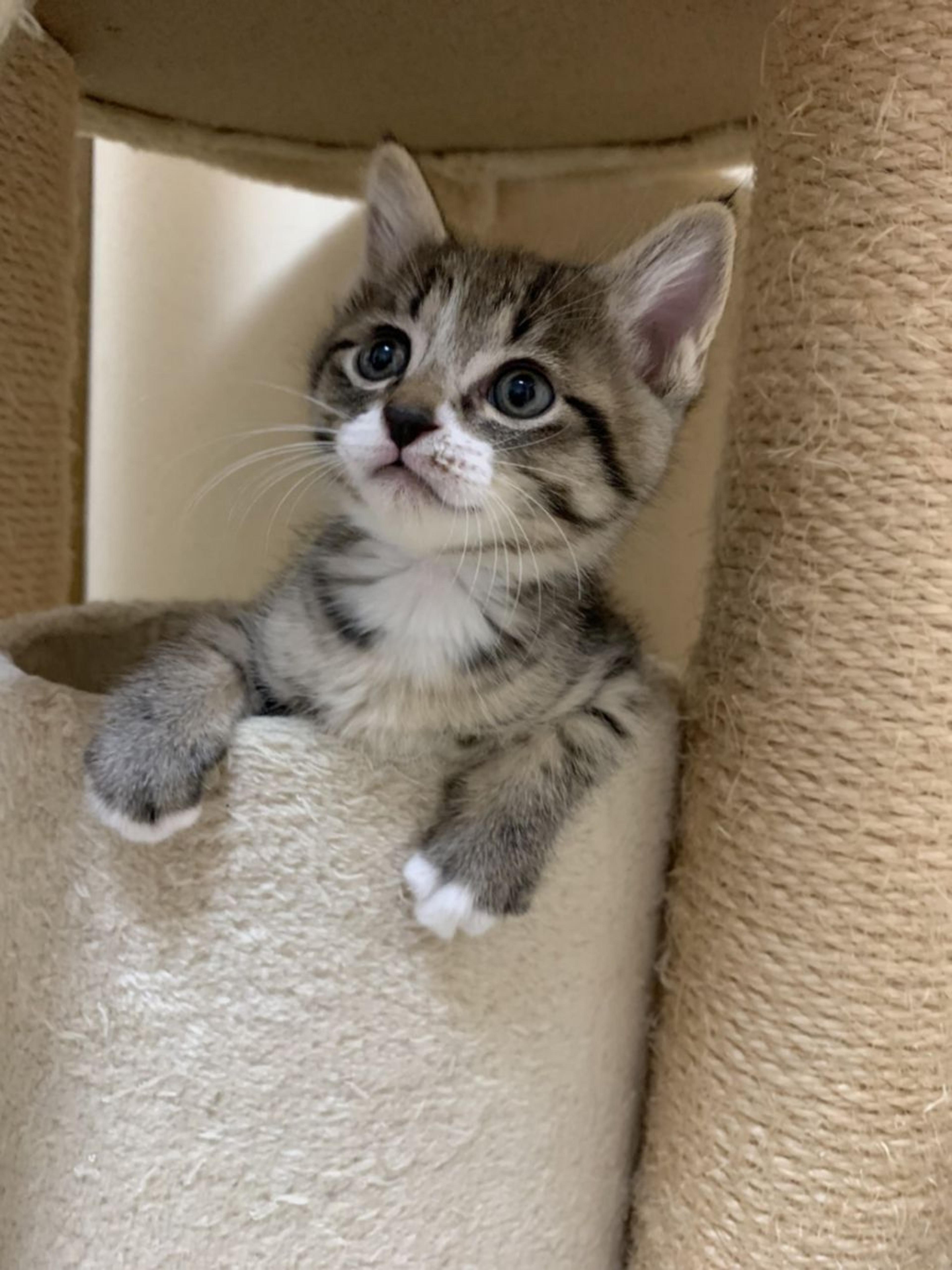 pet-image-4