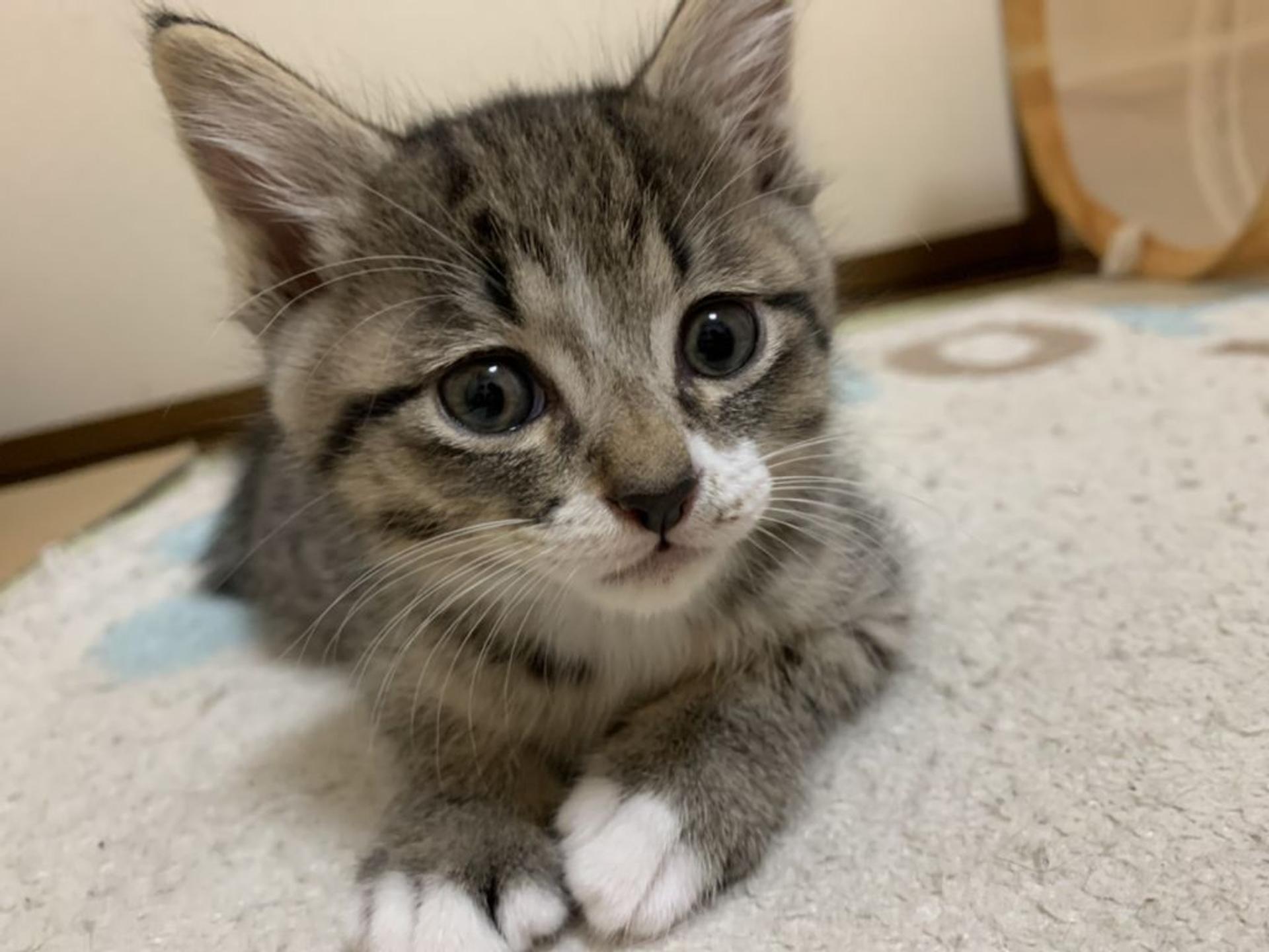 pet-image-6