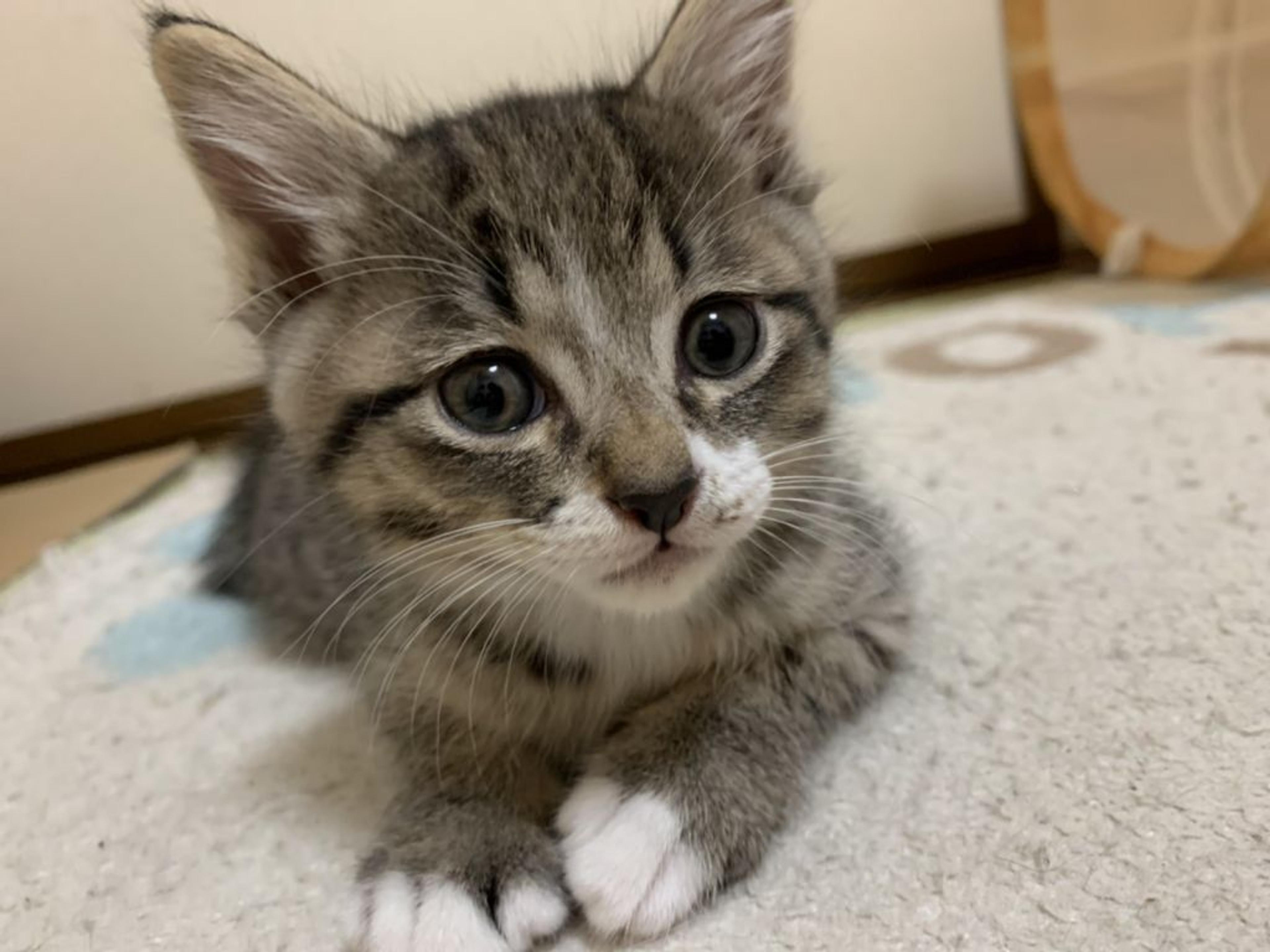 pet-image-6