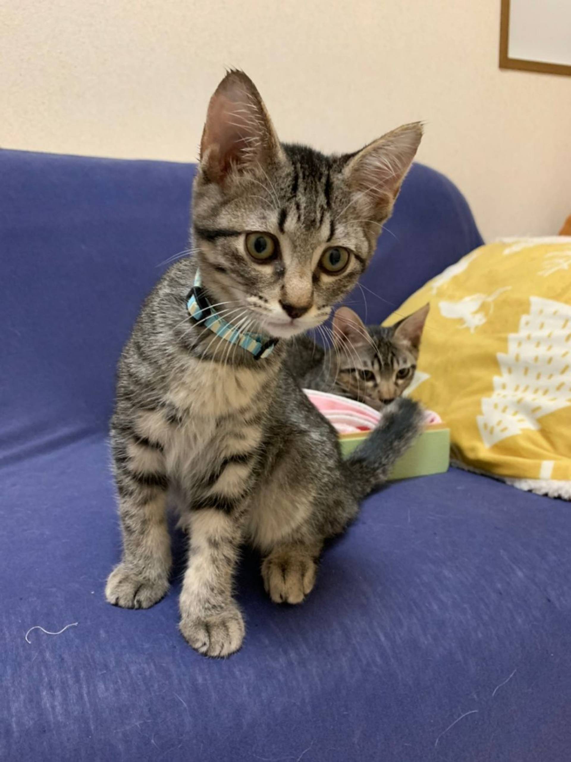 雑種（ミックス猫）・オスの里親募集の写真