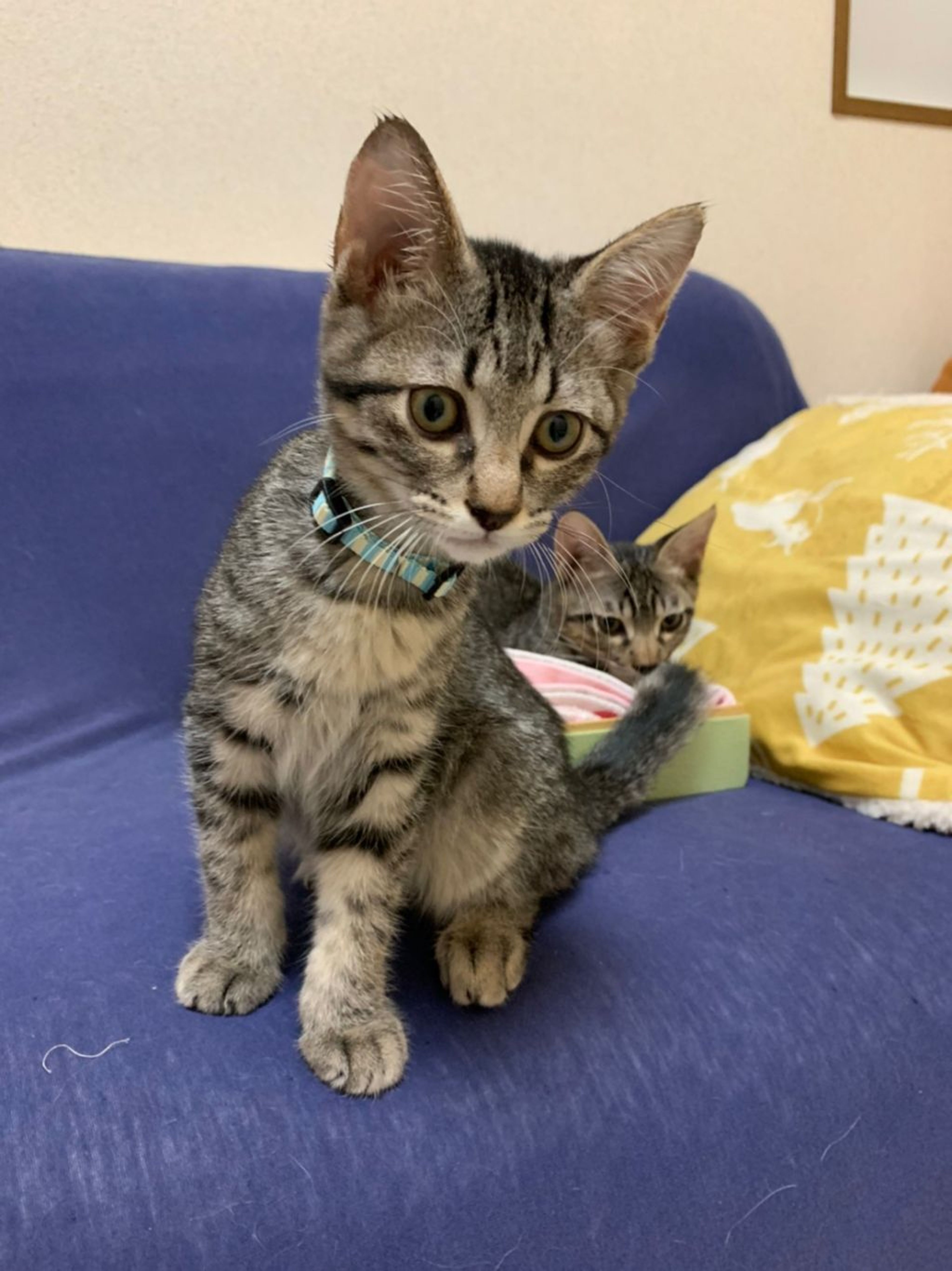 雑種（ミックス猫）・オスの里親募集の写真
