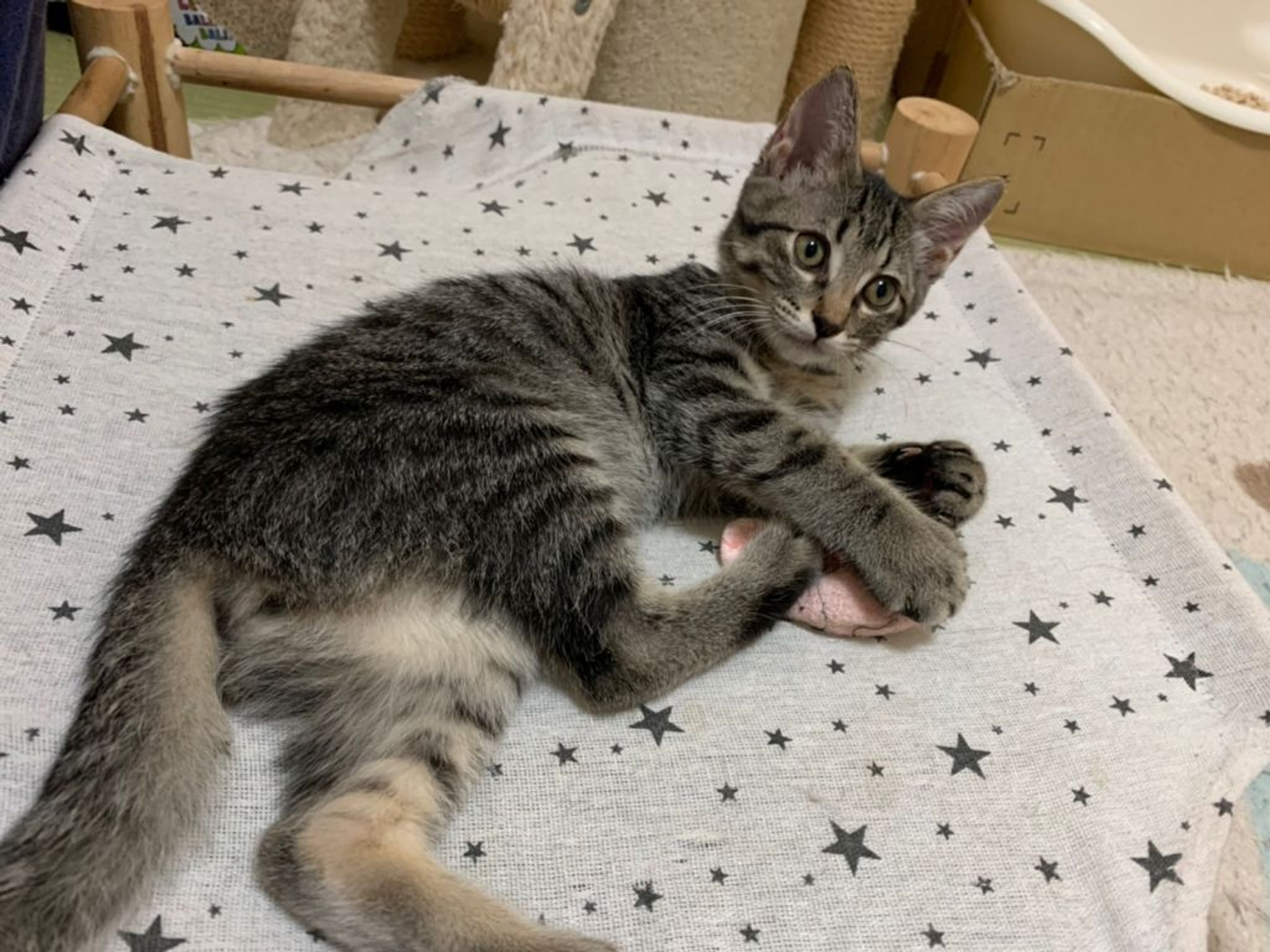 pet-image-2