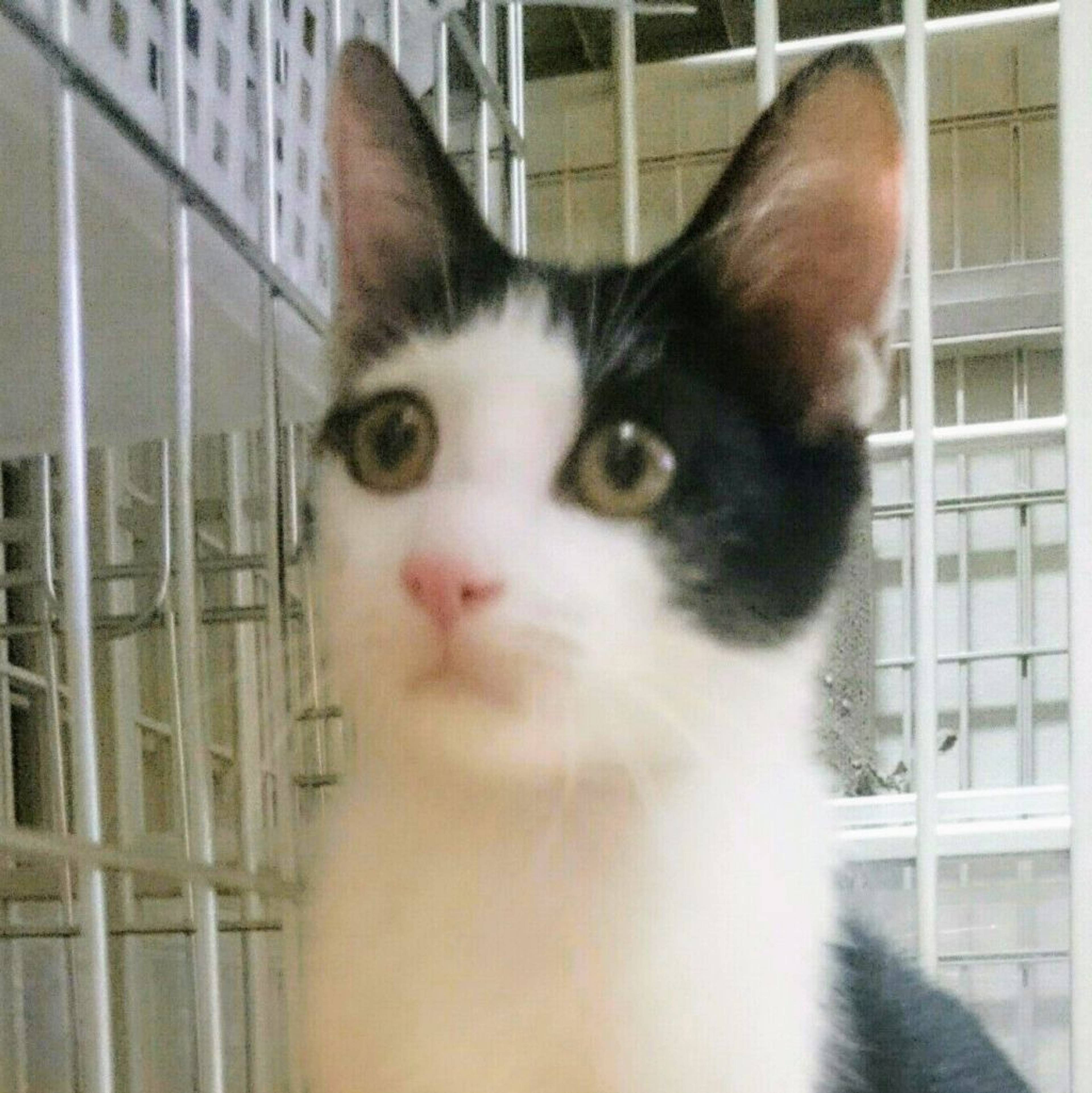 雑種（ミックス猫）・オスの里親募集の写真