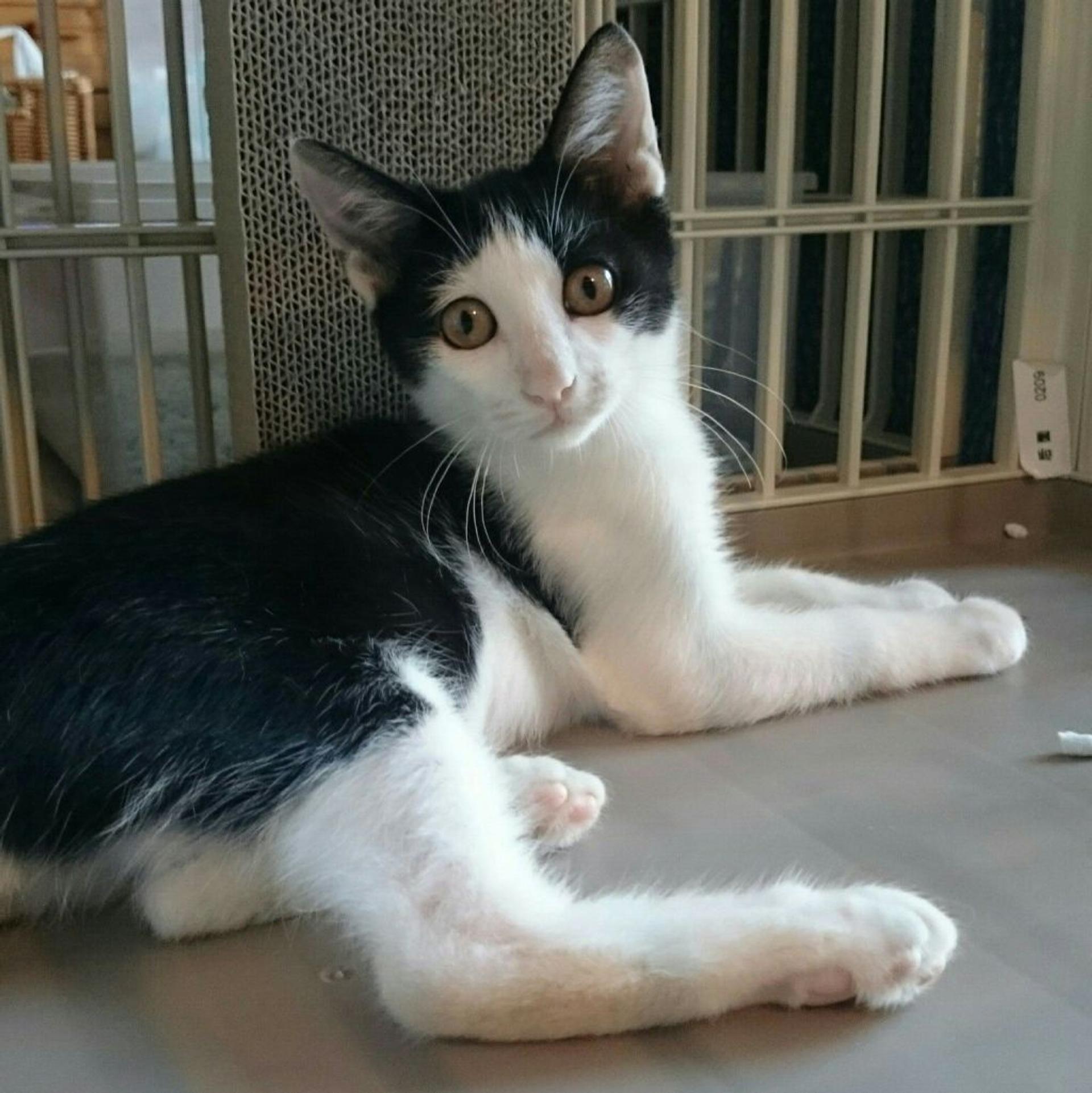 pet-image-2