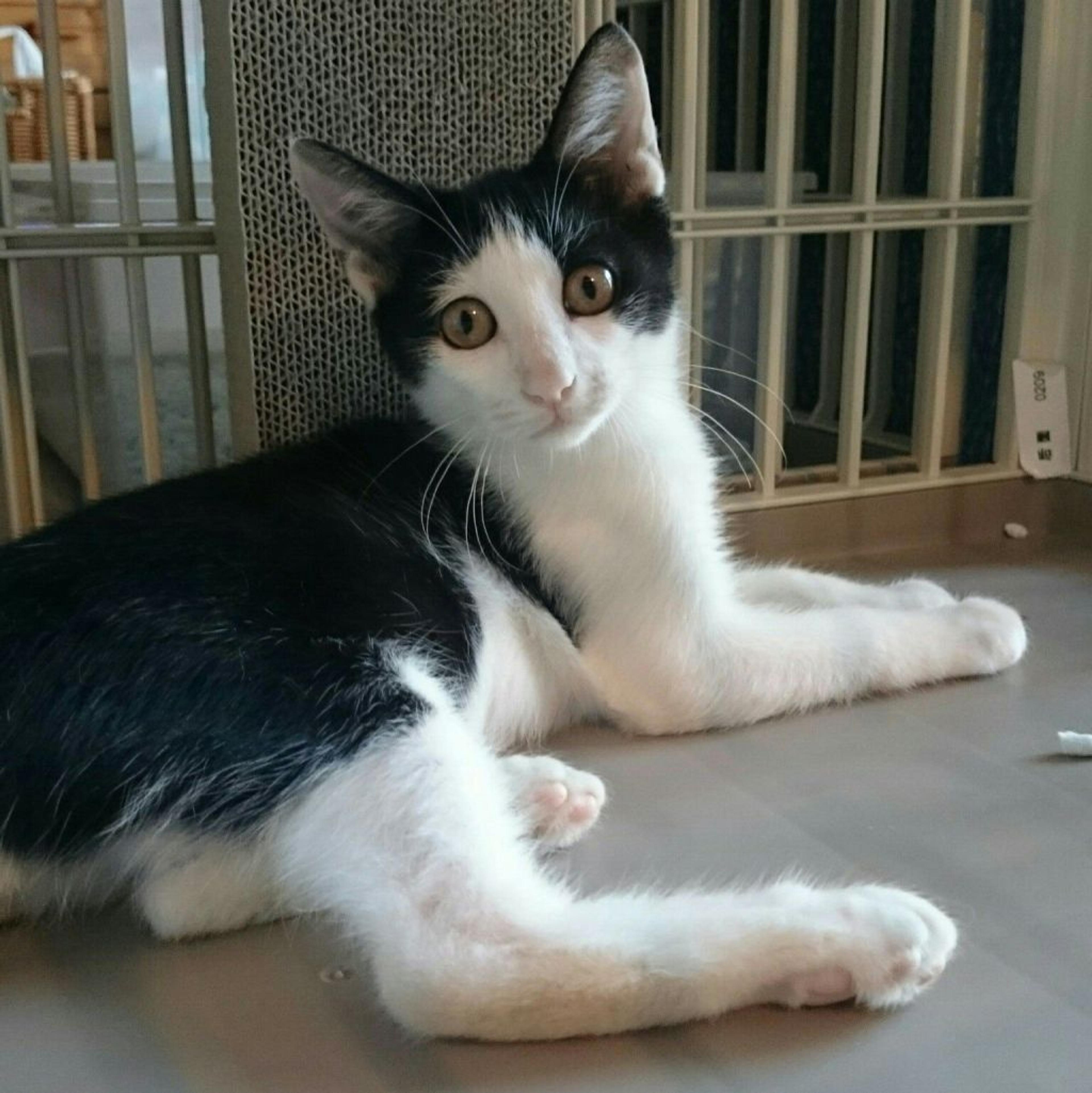 pet-image-2