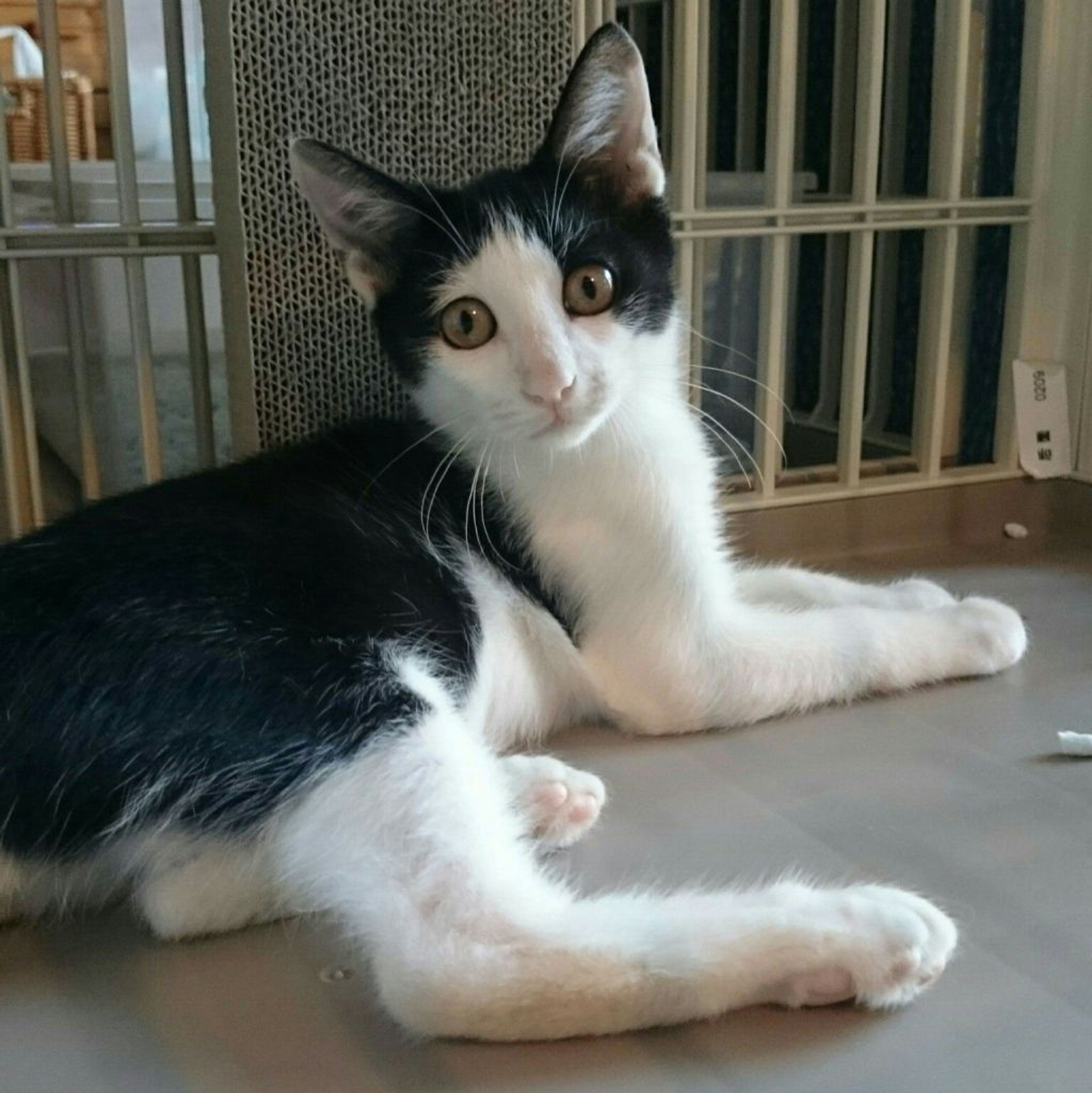 pet-image-2