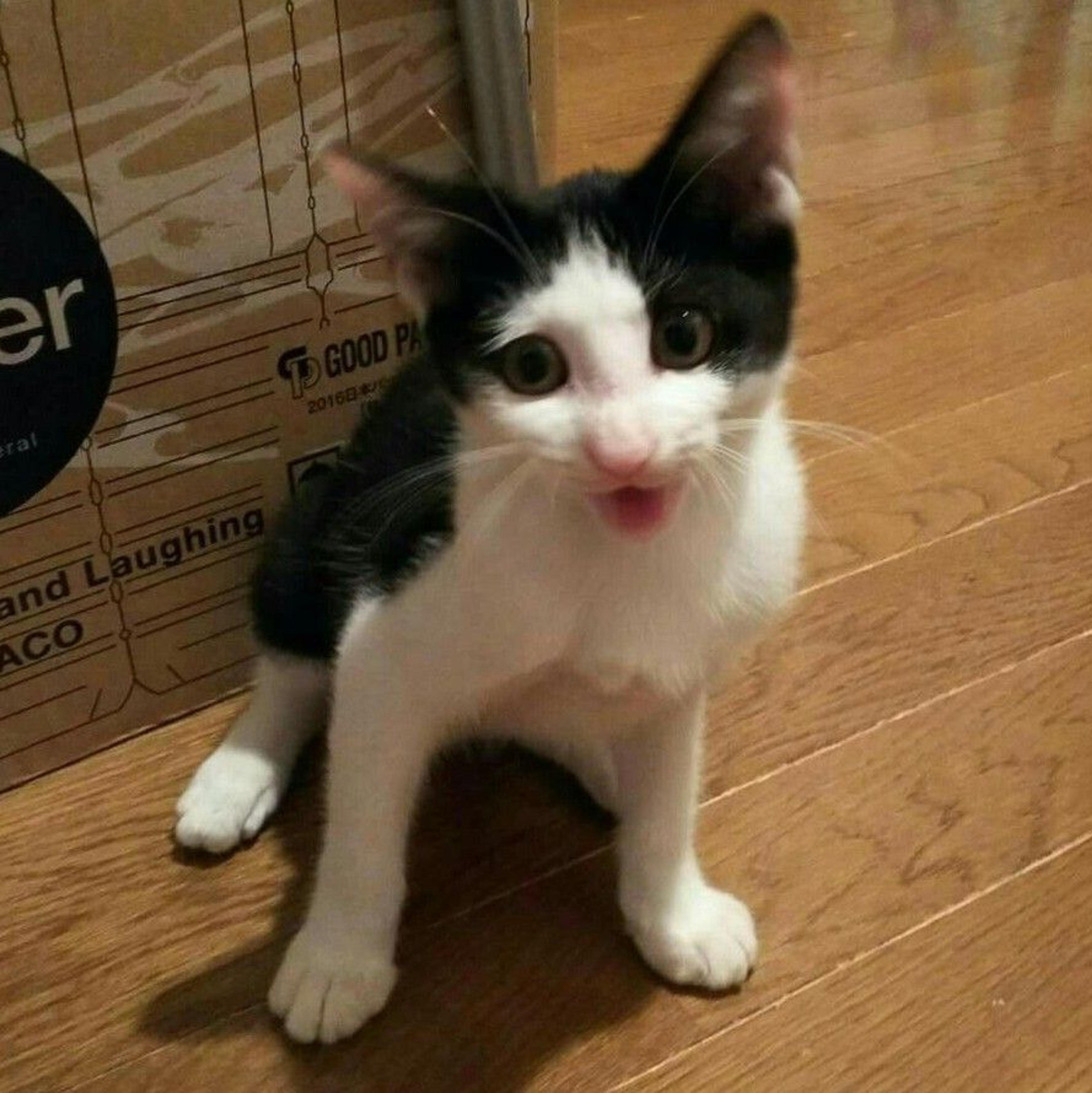 pet-image-3