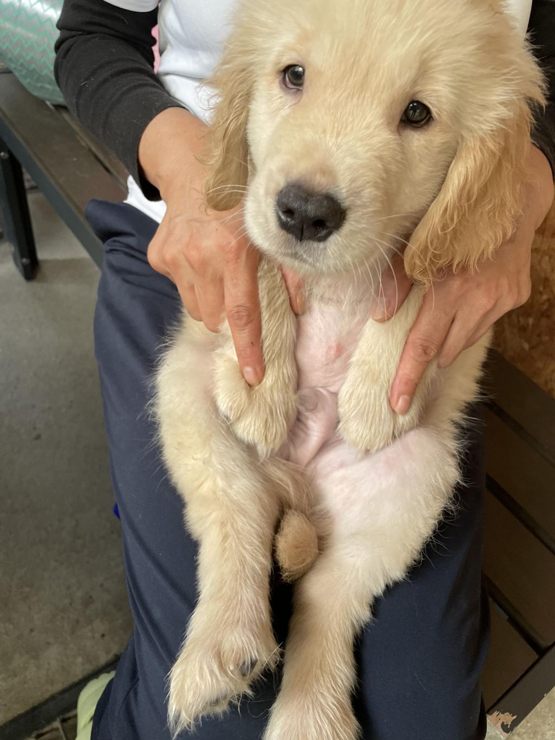 pet-image-2