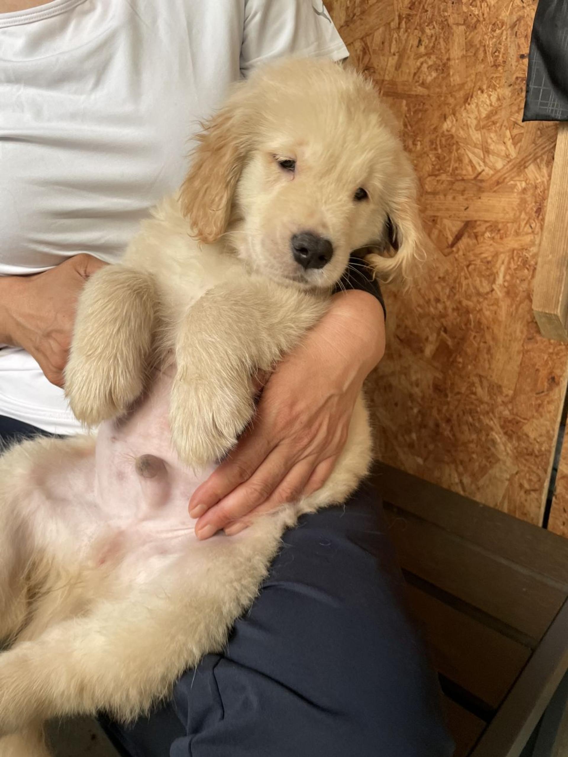 pet-image-3