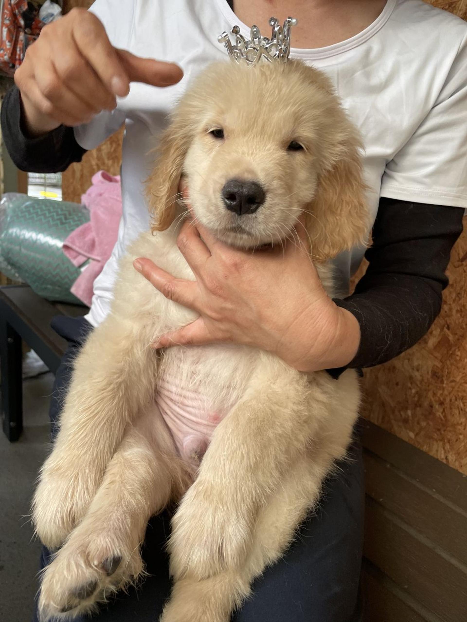 pet-image-4