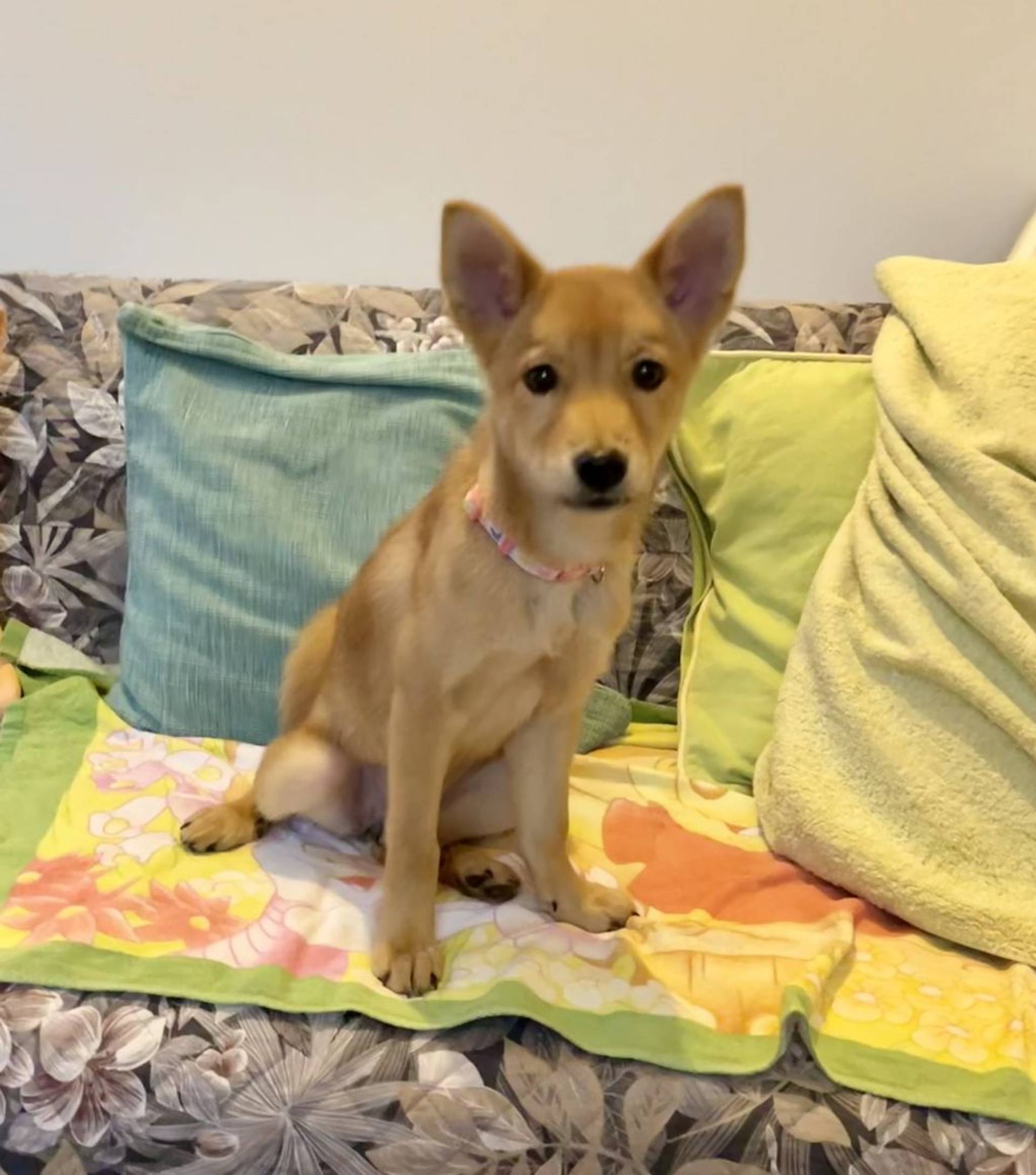 雑種（ミックス犬）・メスの里親募集の写真