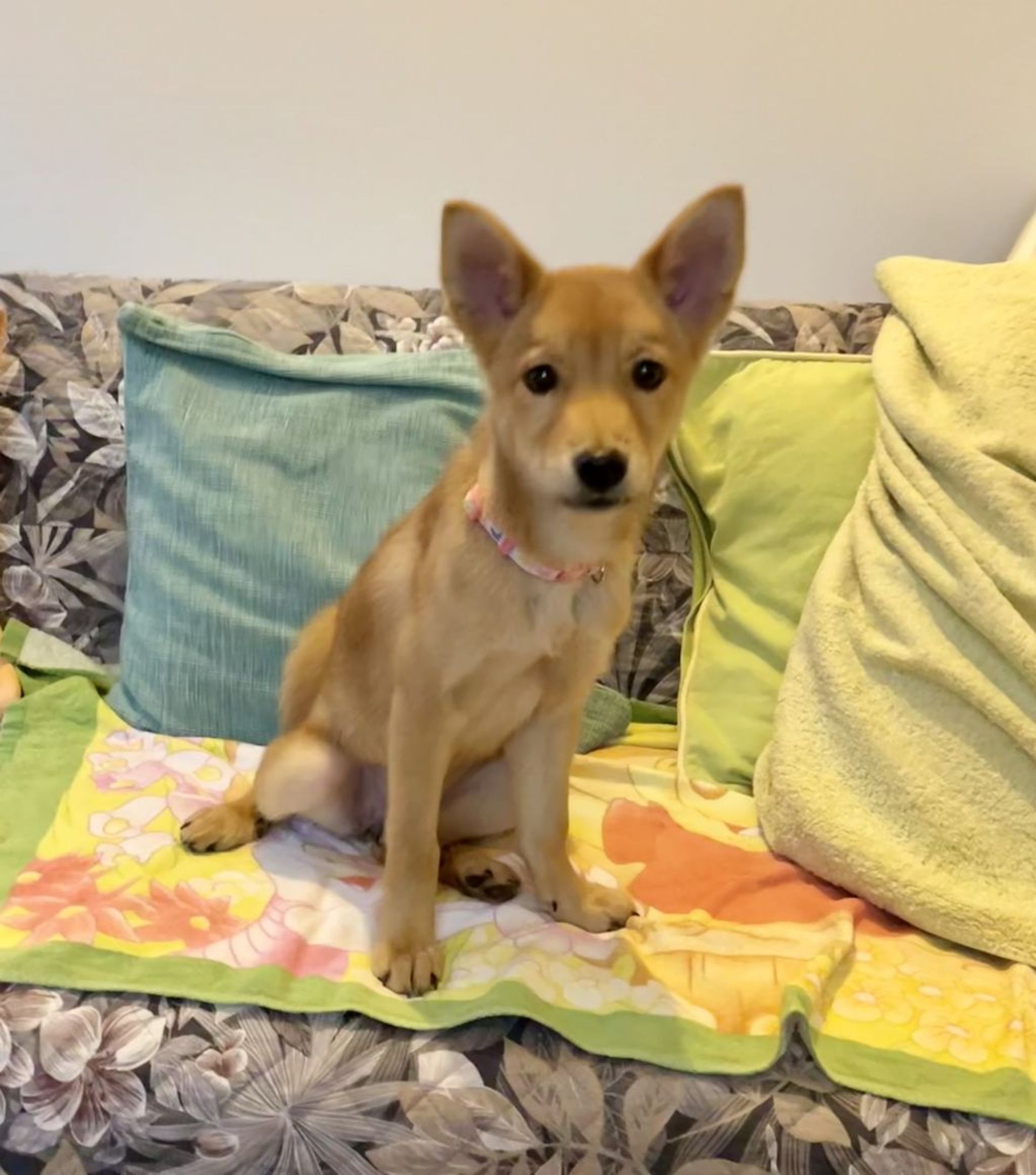 雑種（ミックス犬）・メスの里親募集の写真