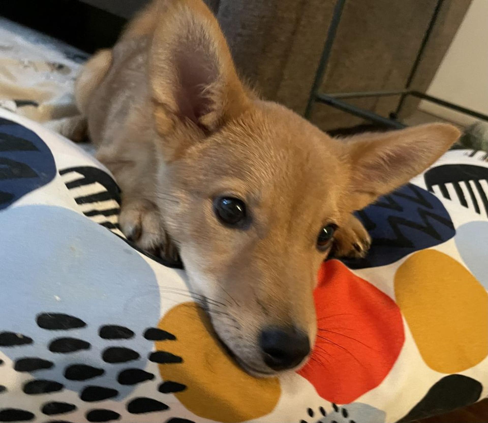 pet-image-6