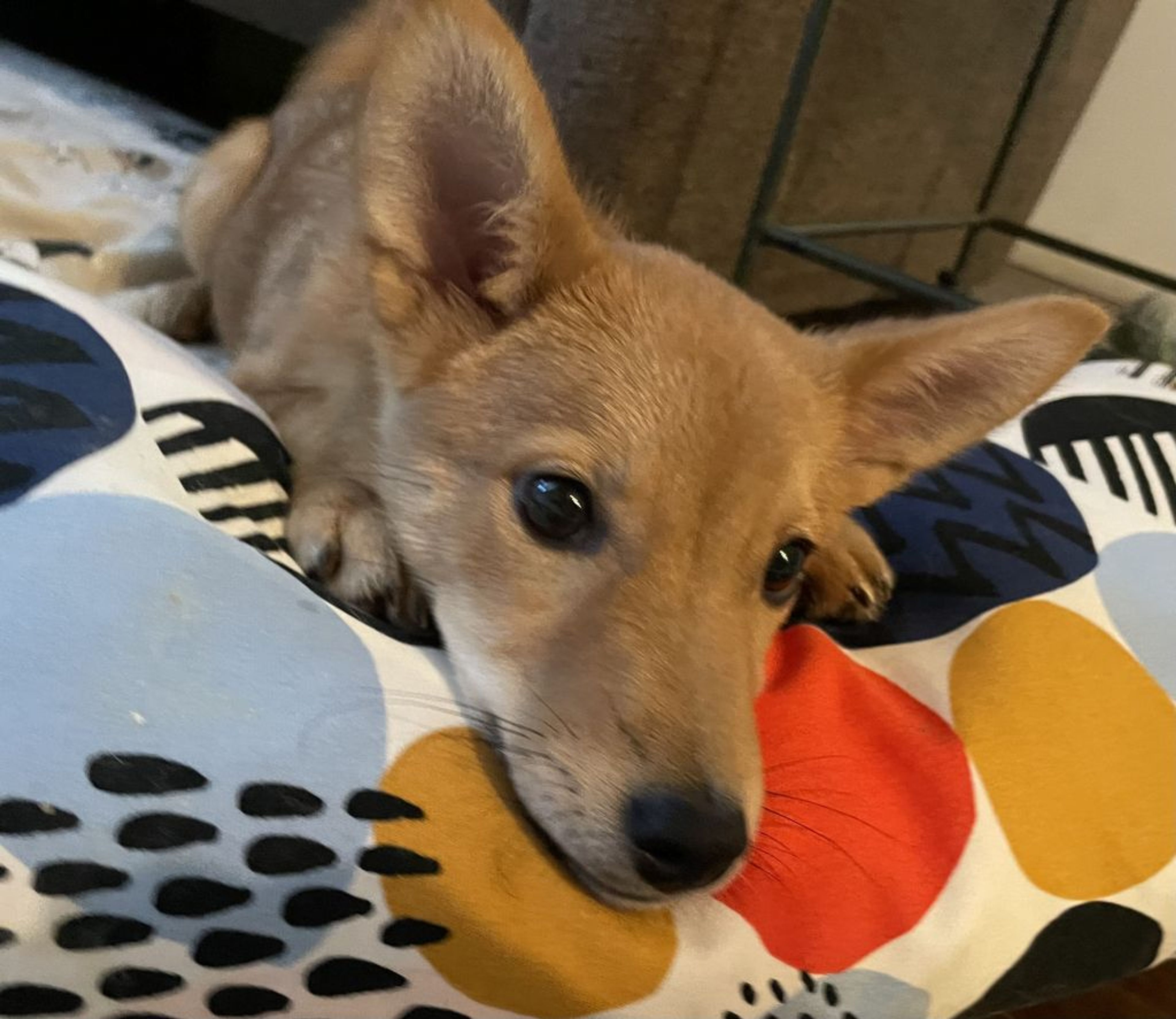 pet-image-6