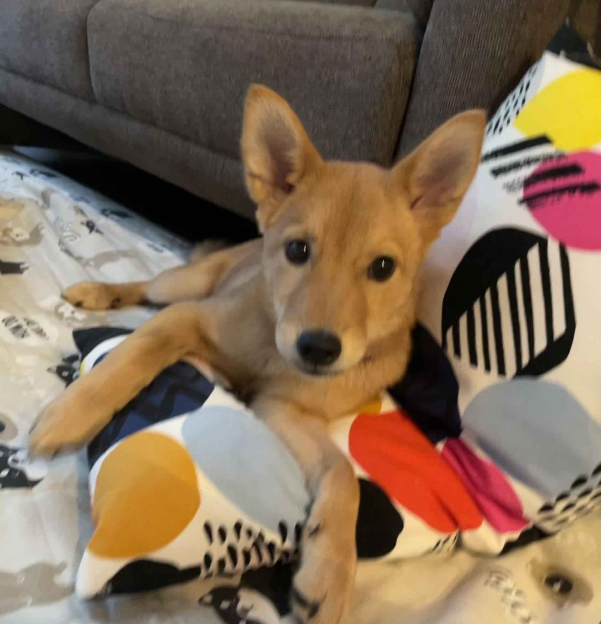 pet-image-7