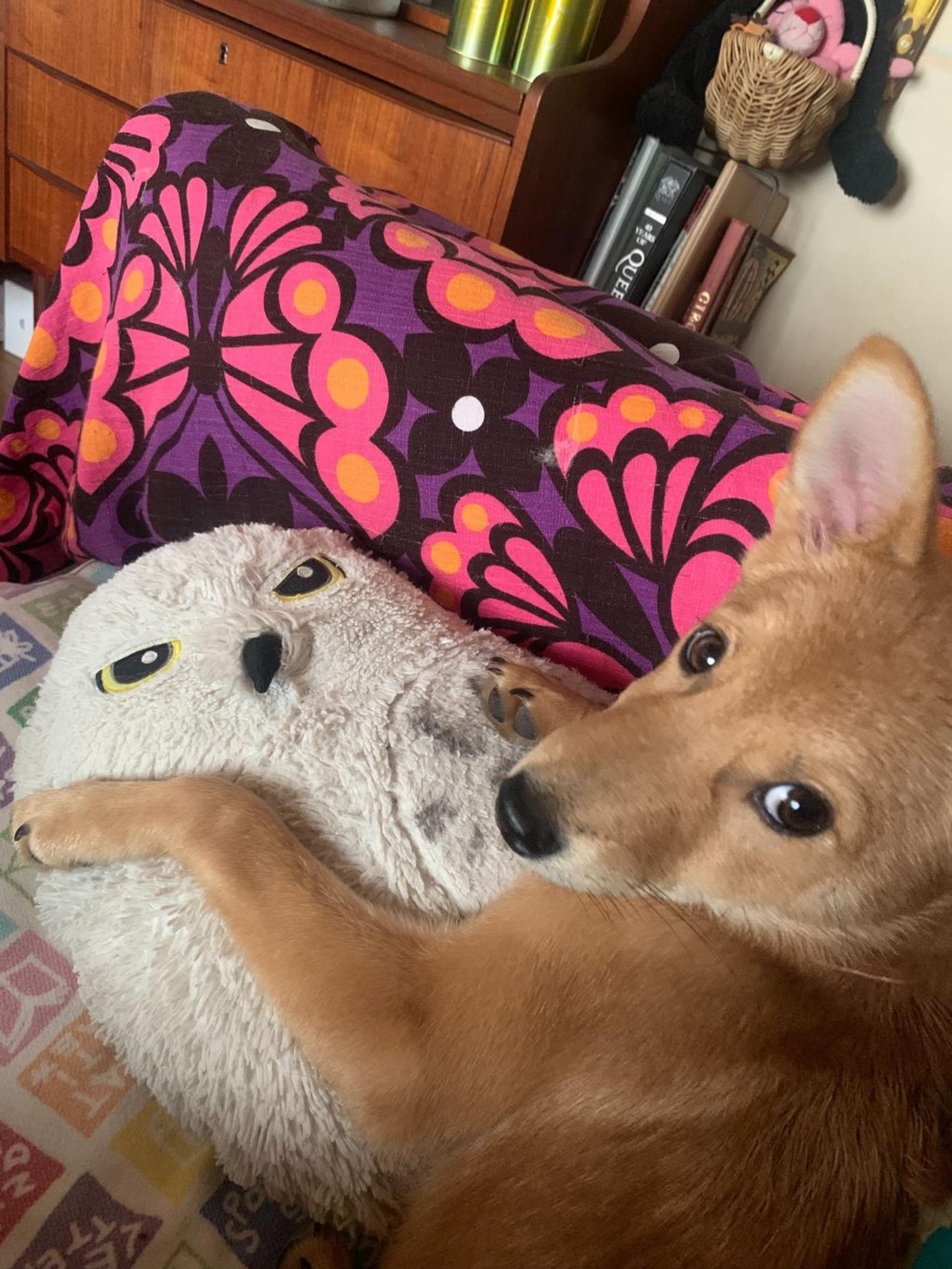pet-image-2