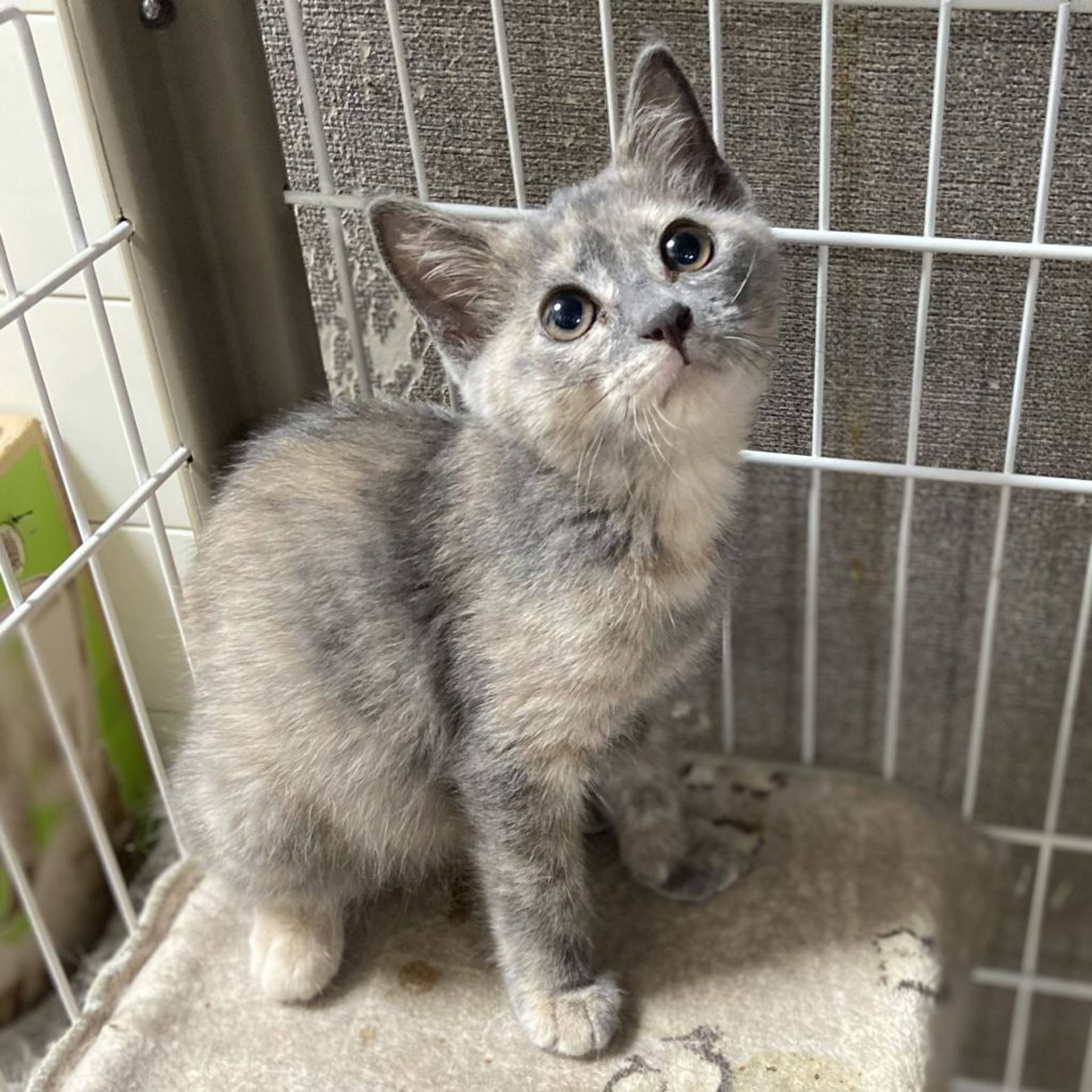雑種（ミックス猫）・メスの里親募集の写真