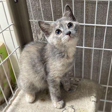メロの写真