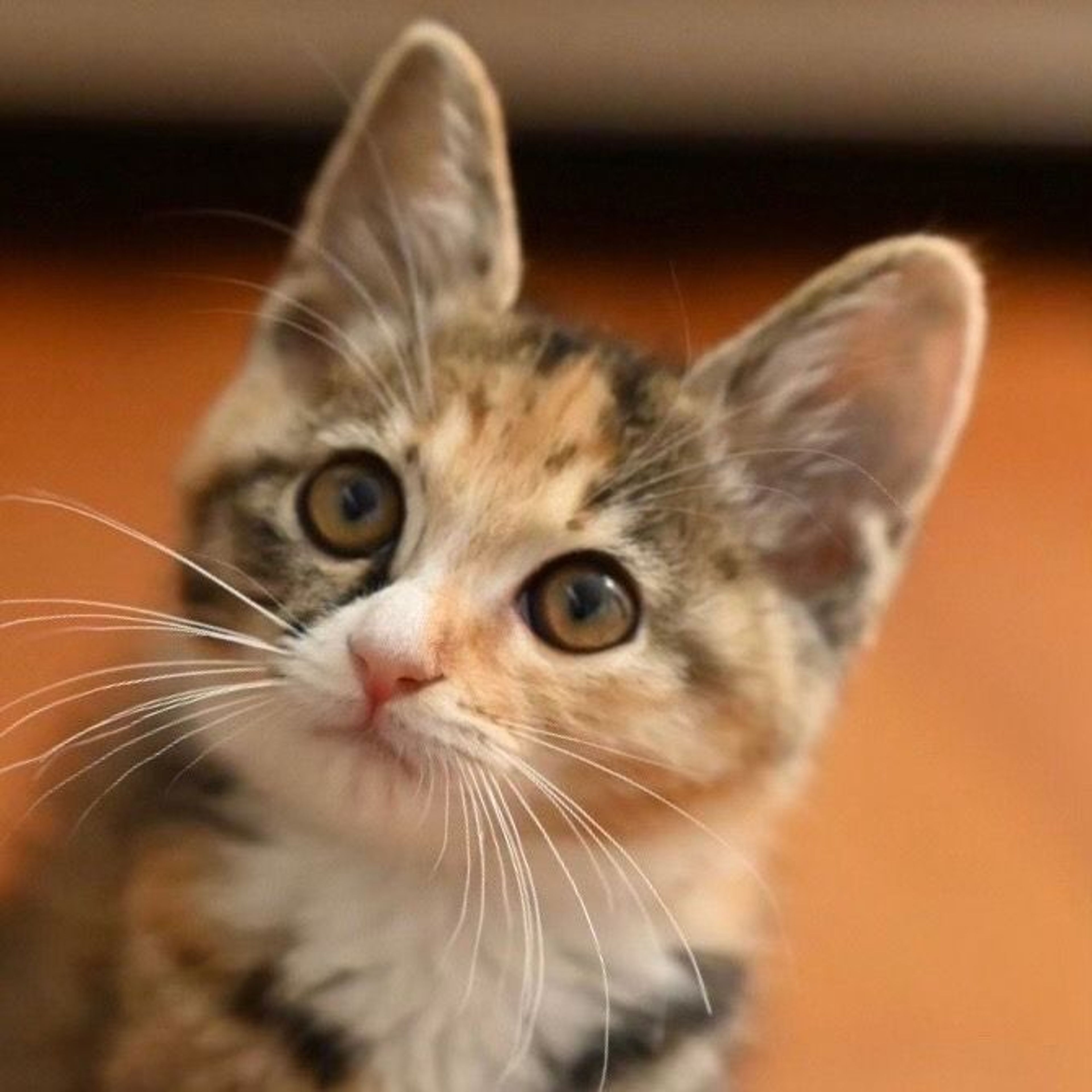 雑種（ミックス猫）・メスの里親募集の写真